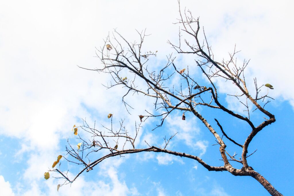 Silhouette Wild Dry Branches with blue sky in natural light on the mountain. Stock Free