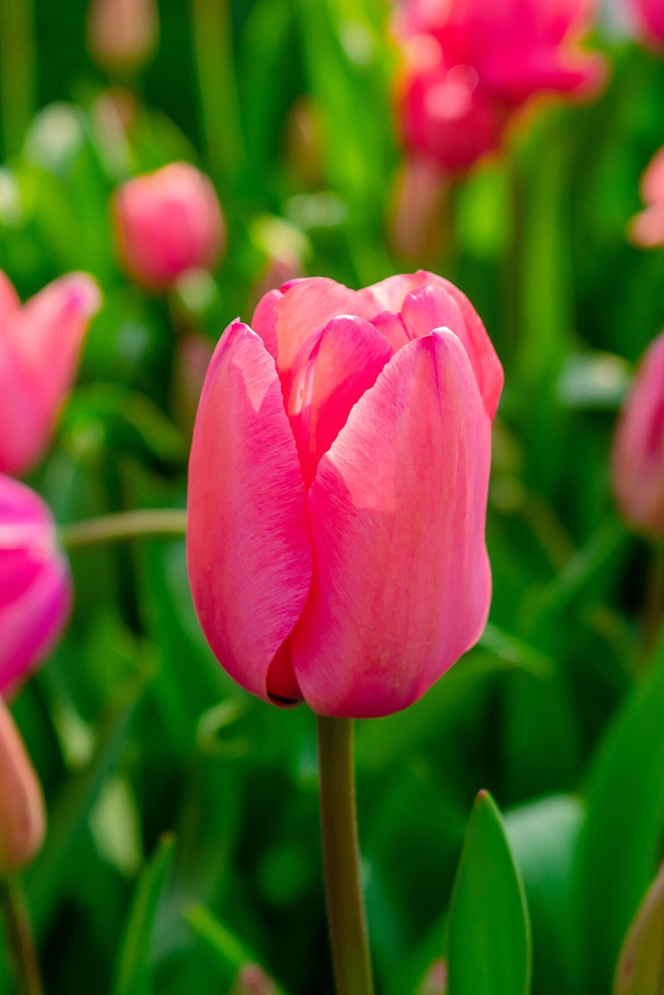 Background of many bright pink tulips. Floral background from a carpet of bright pink tulips. Stock Free