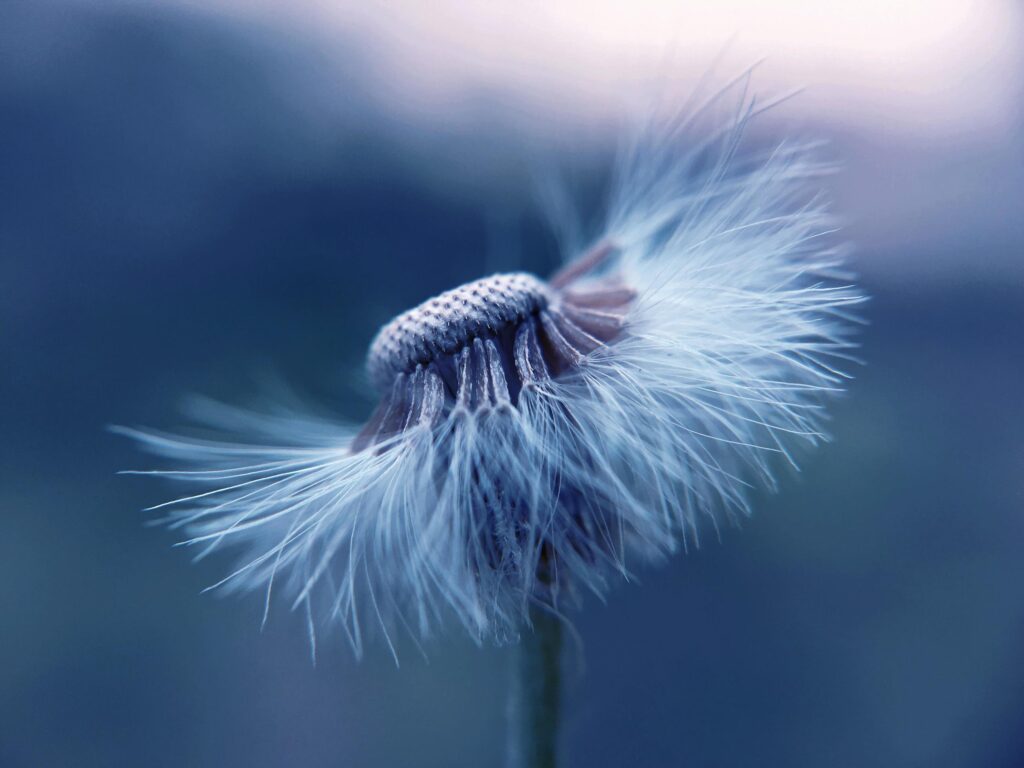 White petaled dandelion flower in blue Stock Free