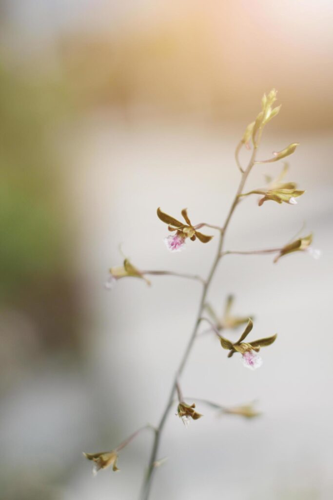 Blossom white Wild flowers grass in meadow with natural sunlight Stock Free