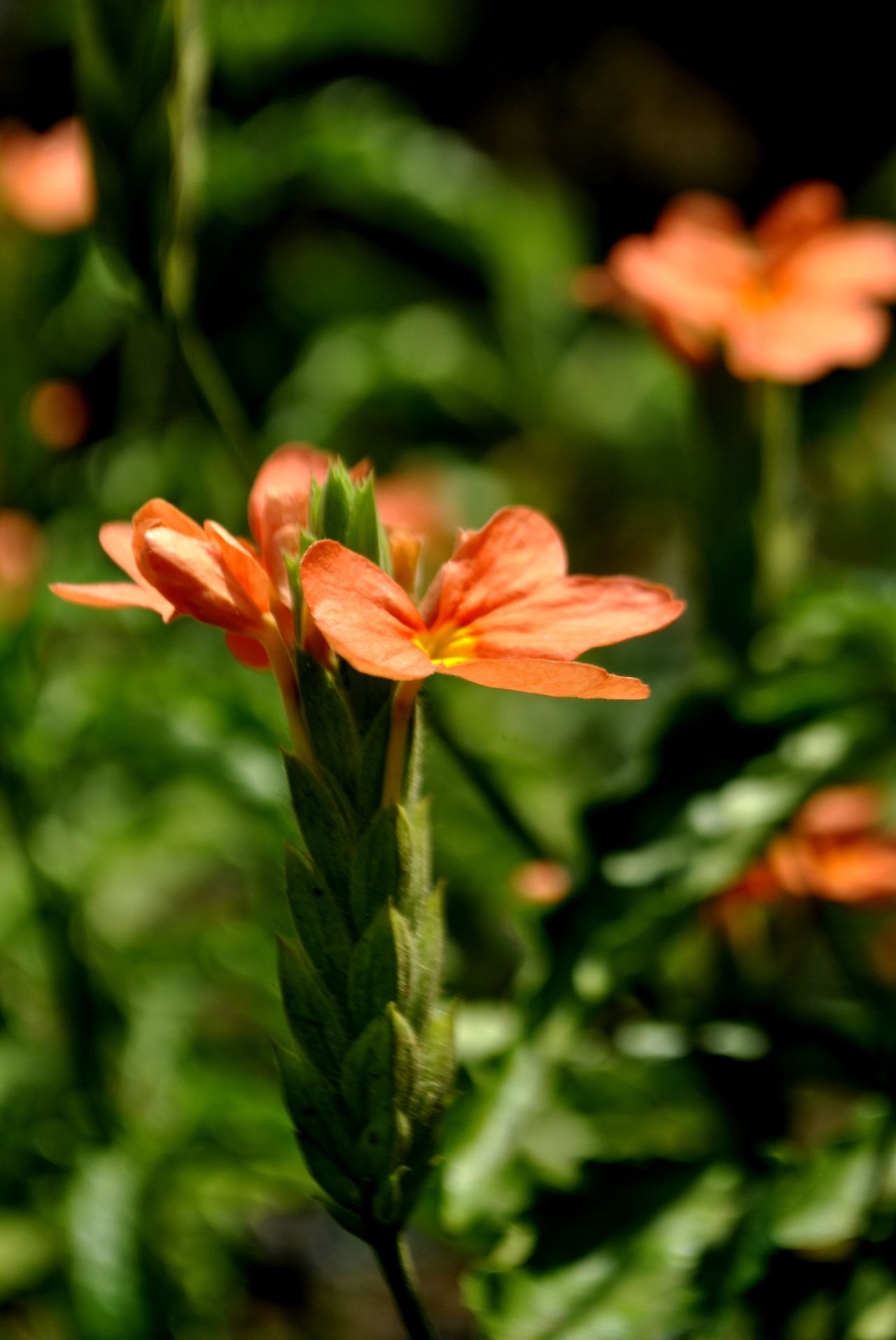 Orange Flowers Stock Free