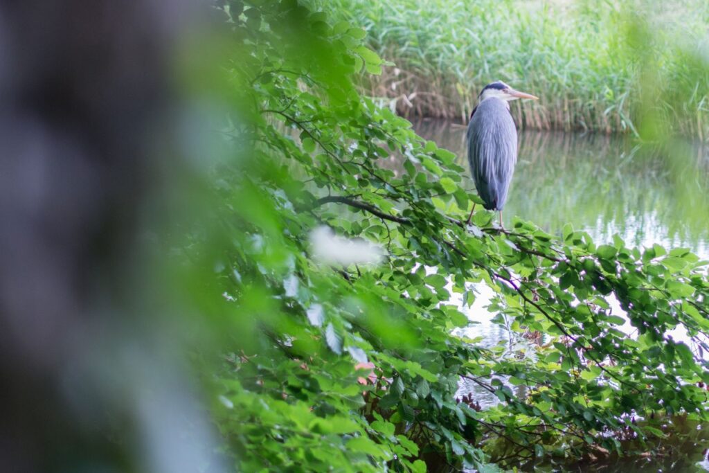 Heron on the watch Stock Free