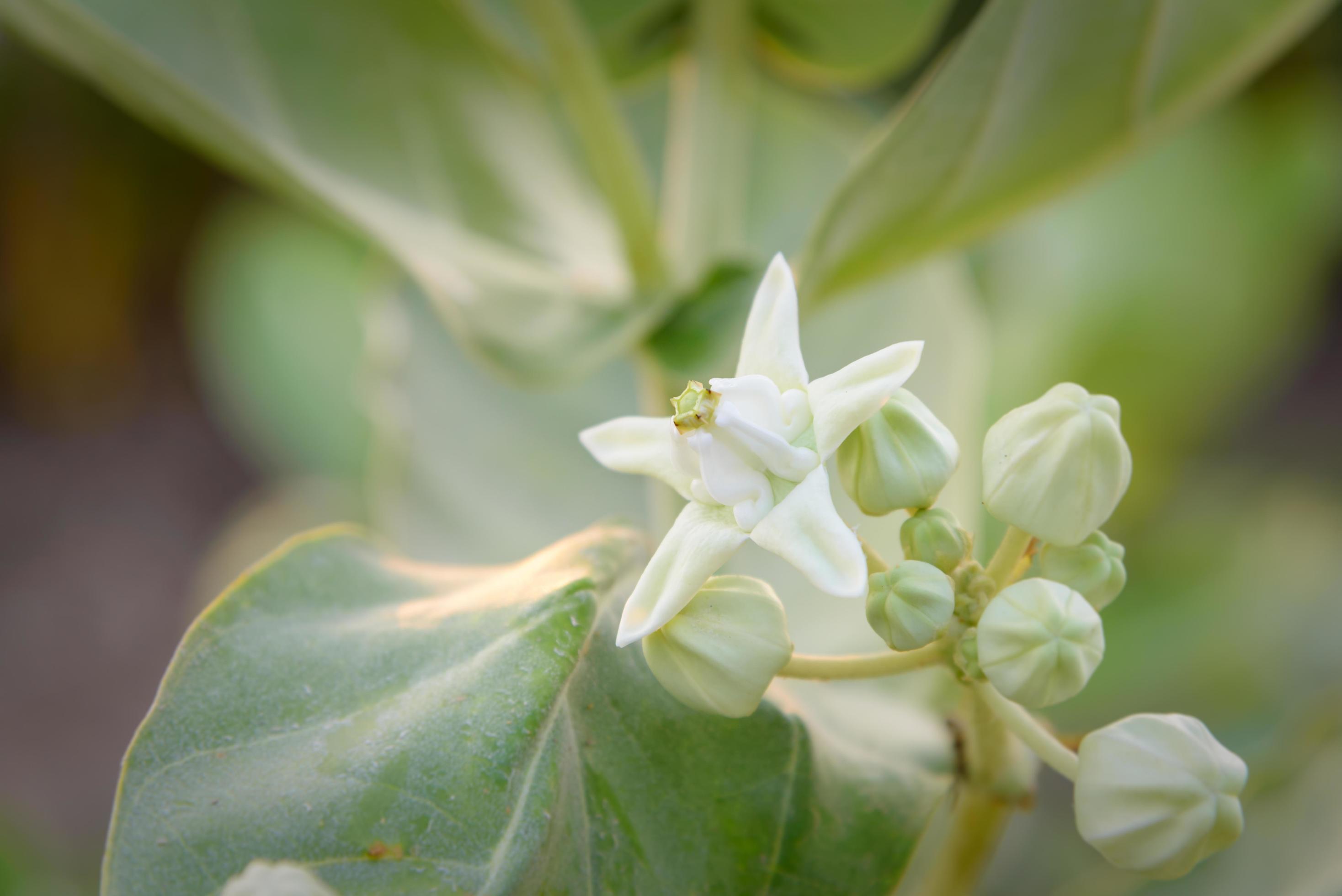 Calotropis giantea or Crown flower white green leaves Stock Free