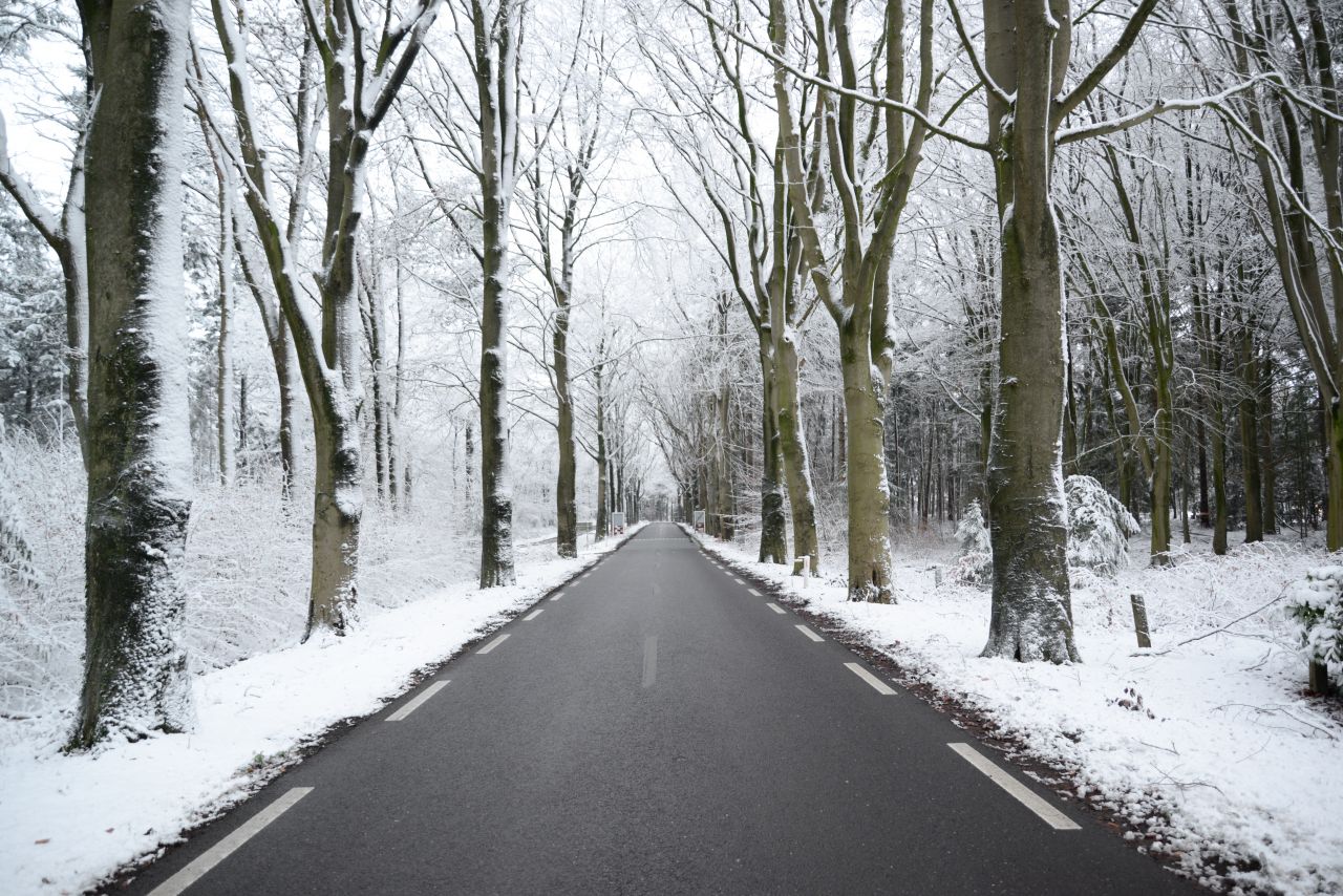 Road in the forest during winter Stock Free