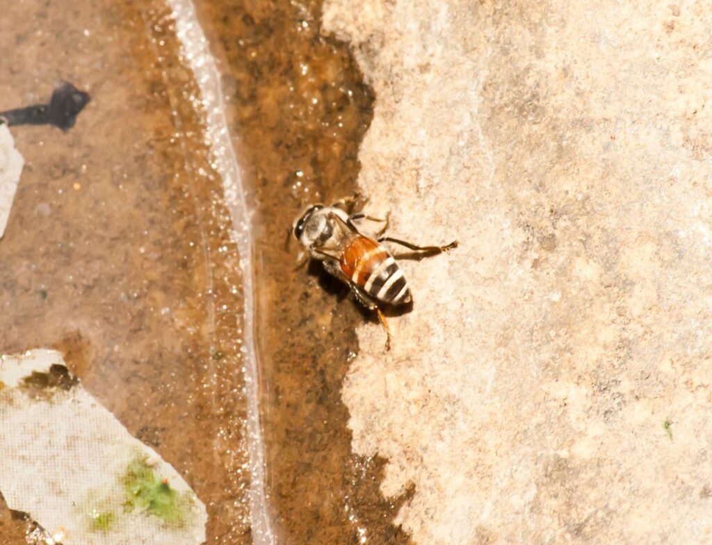 Insect Drinking Water Stock Free