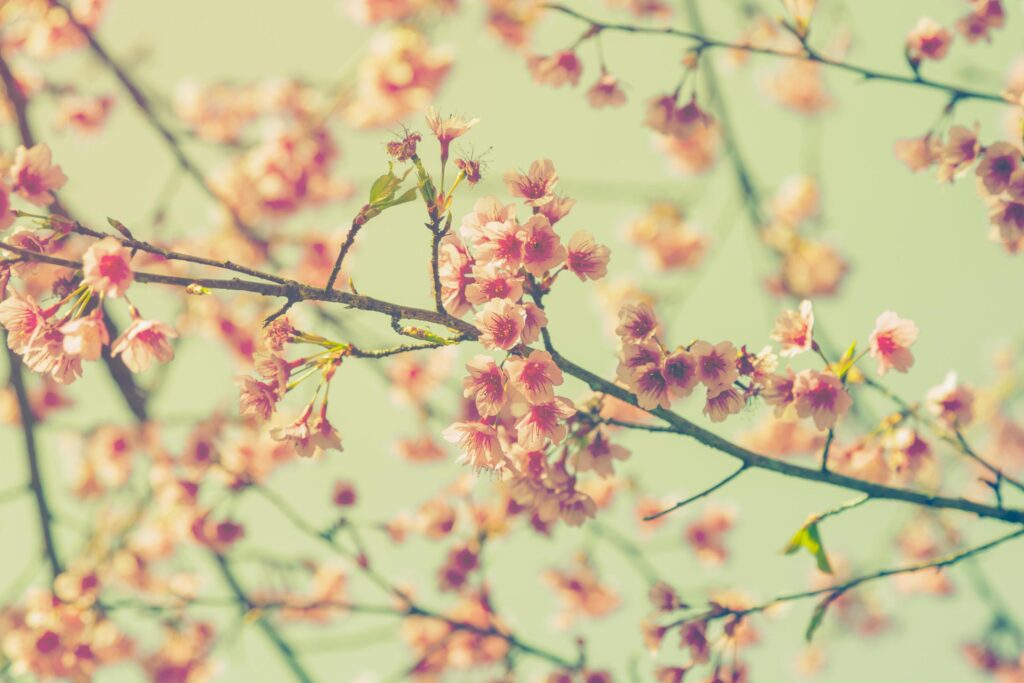 cherry blossom vintage and sotf light for natural background Stock Free