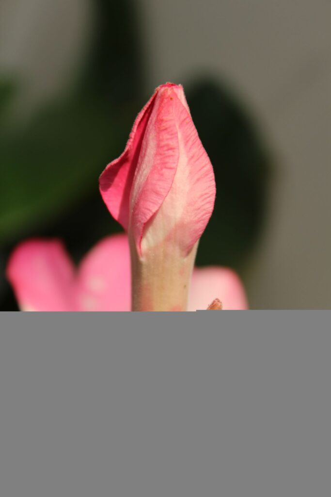 Pink Flower Bud Stock Free