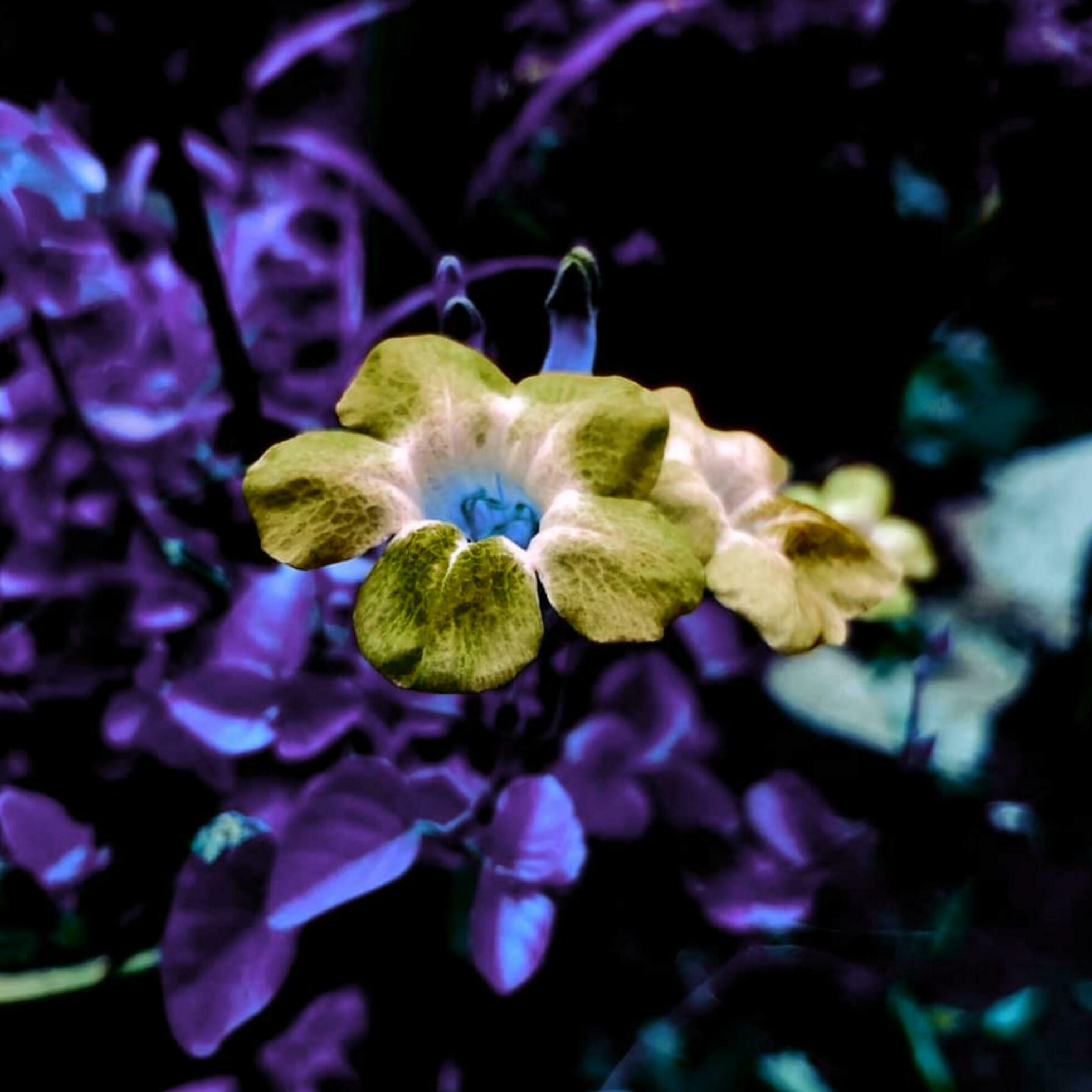 Beautiful blooming flower in the garden Stock Free