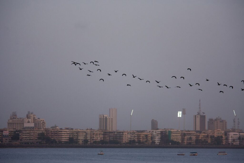 Fleet Of Birds Over Sea Stock Free