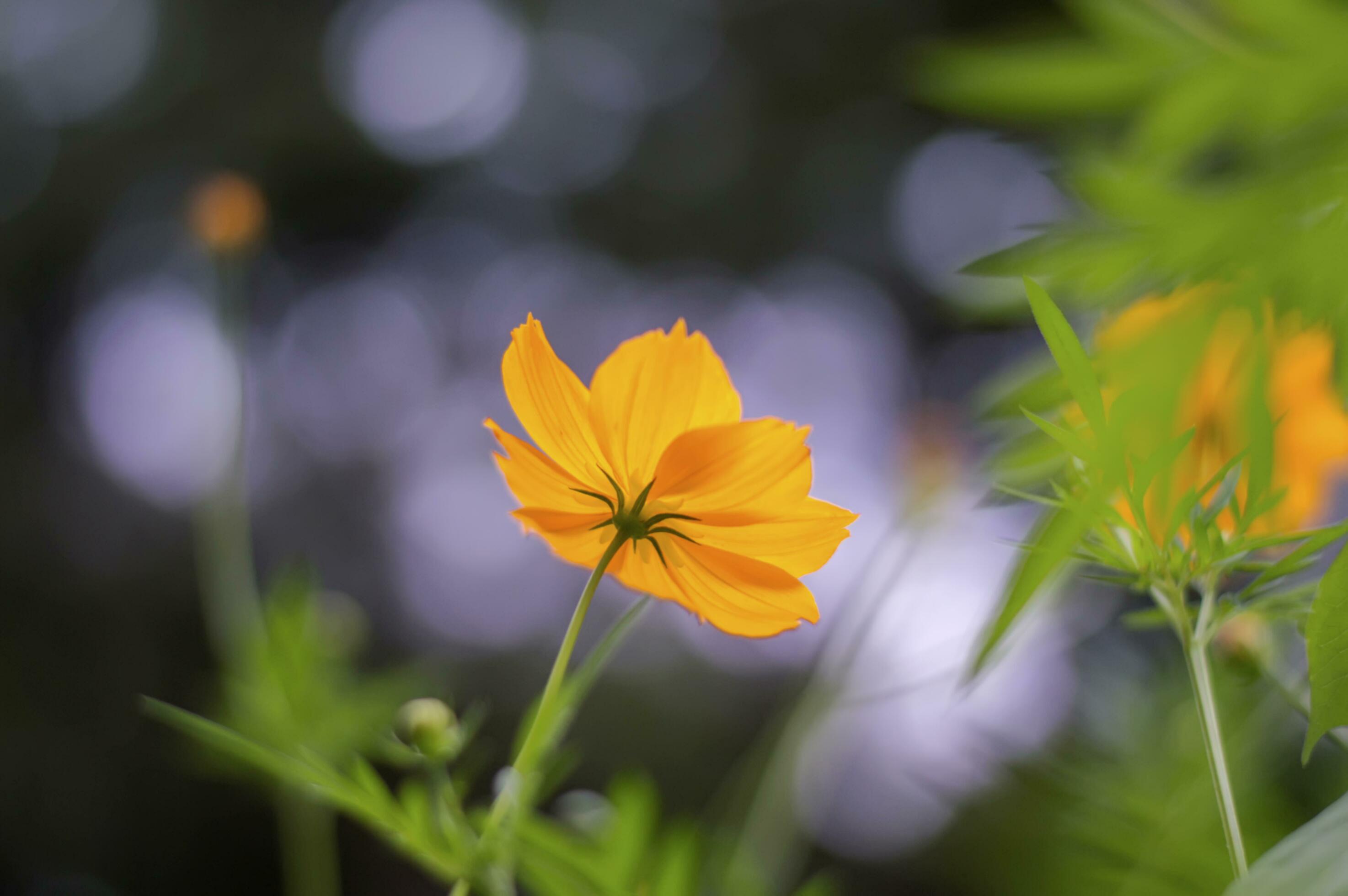 A orange cosmos flower is in the foreground Stock Free