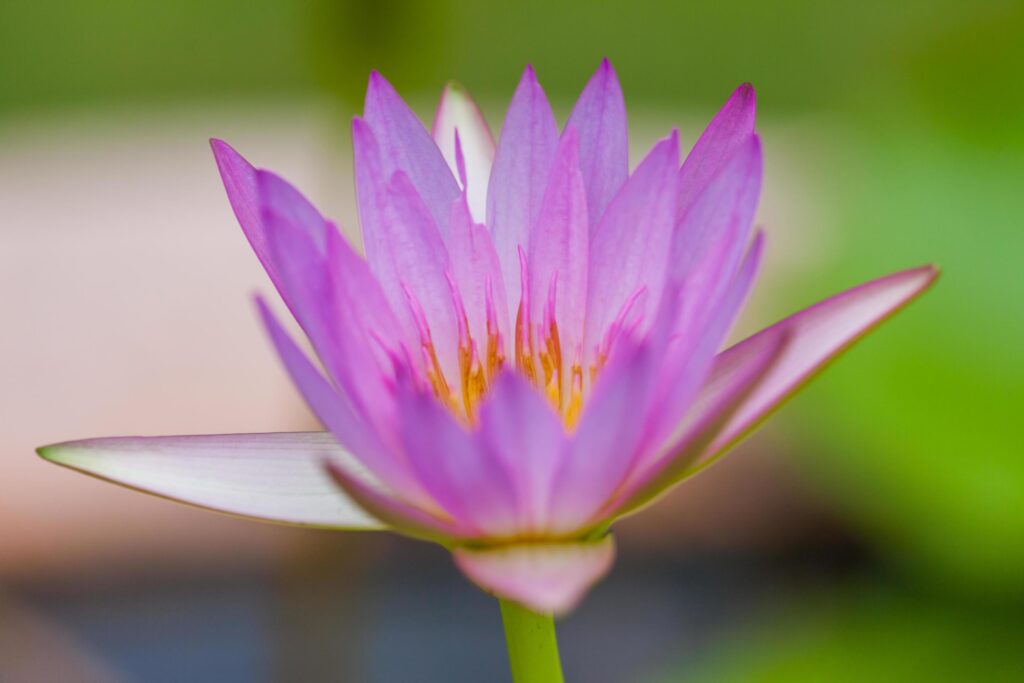 Purple Lotus Flower, Thailand Stock Free