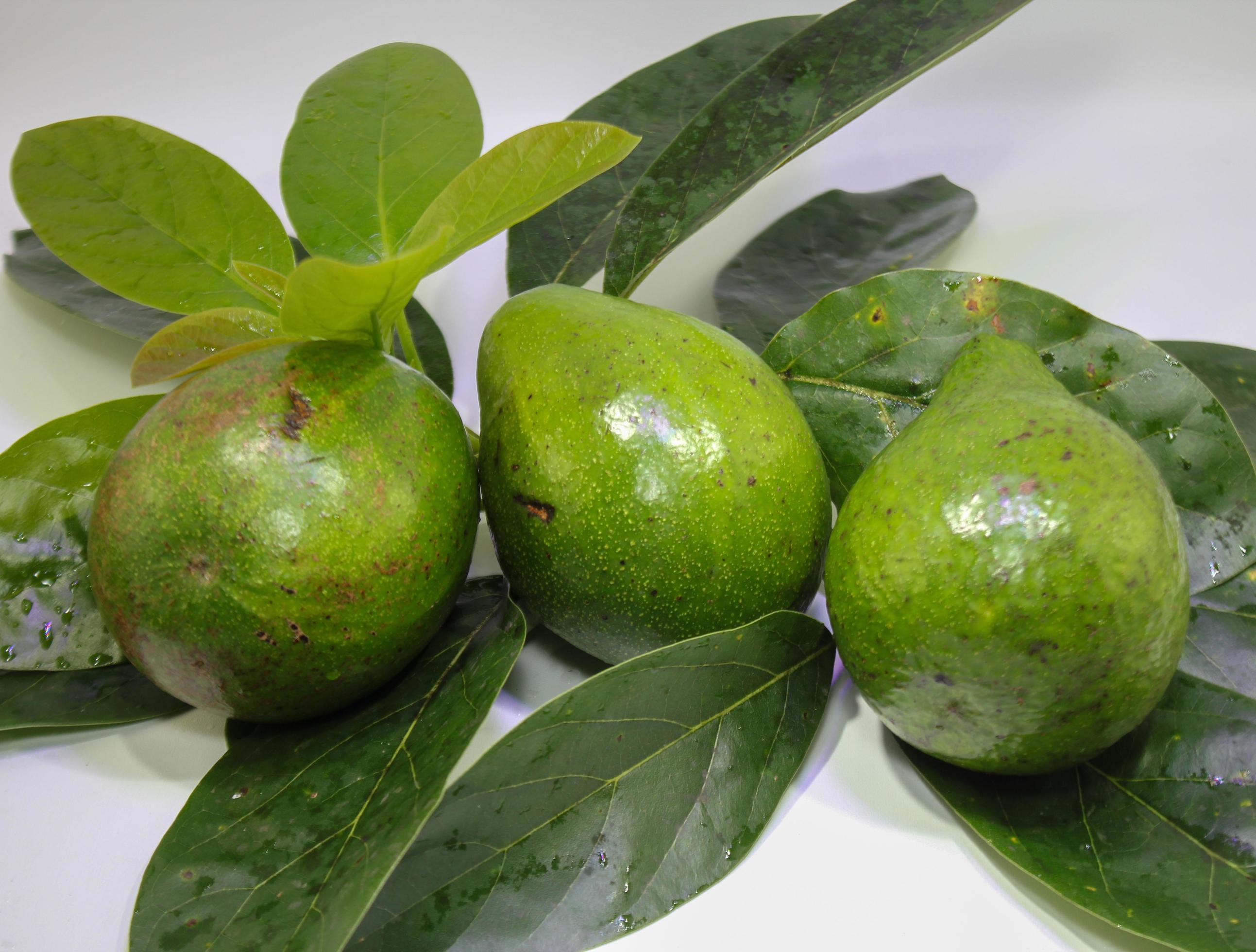 Group Of Green Fresh Avocado fruits, Healty Natural Food Stock Free