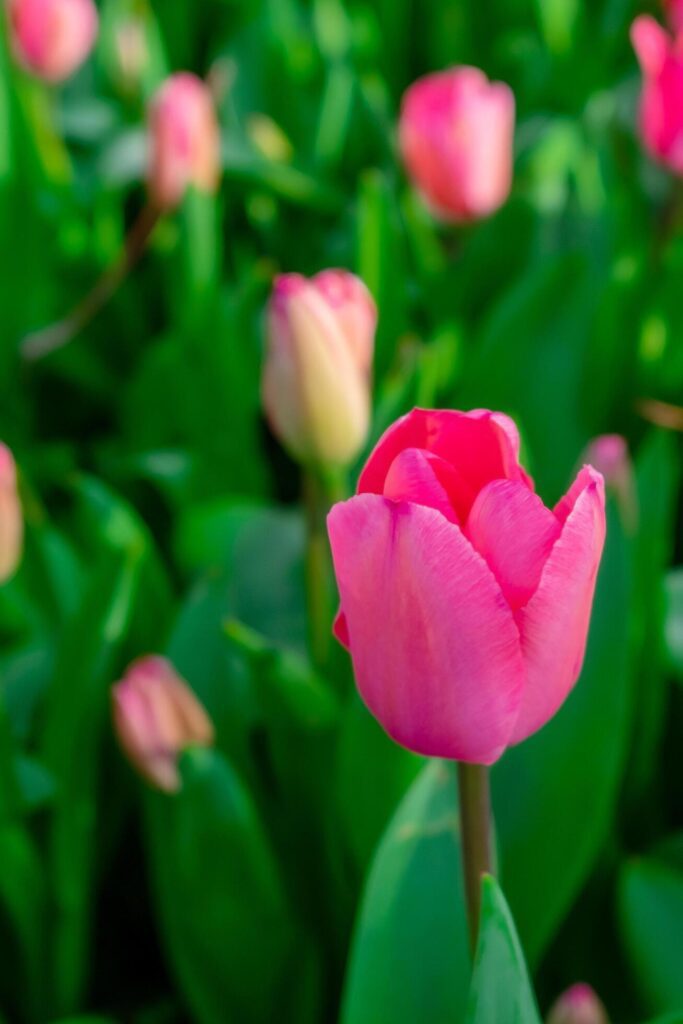 Background of many bright pink tulips. Floral background from a carpet of bright pink tulips. Stock Free