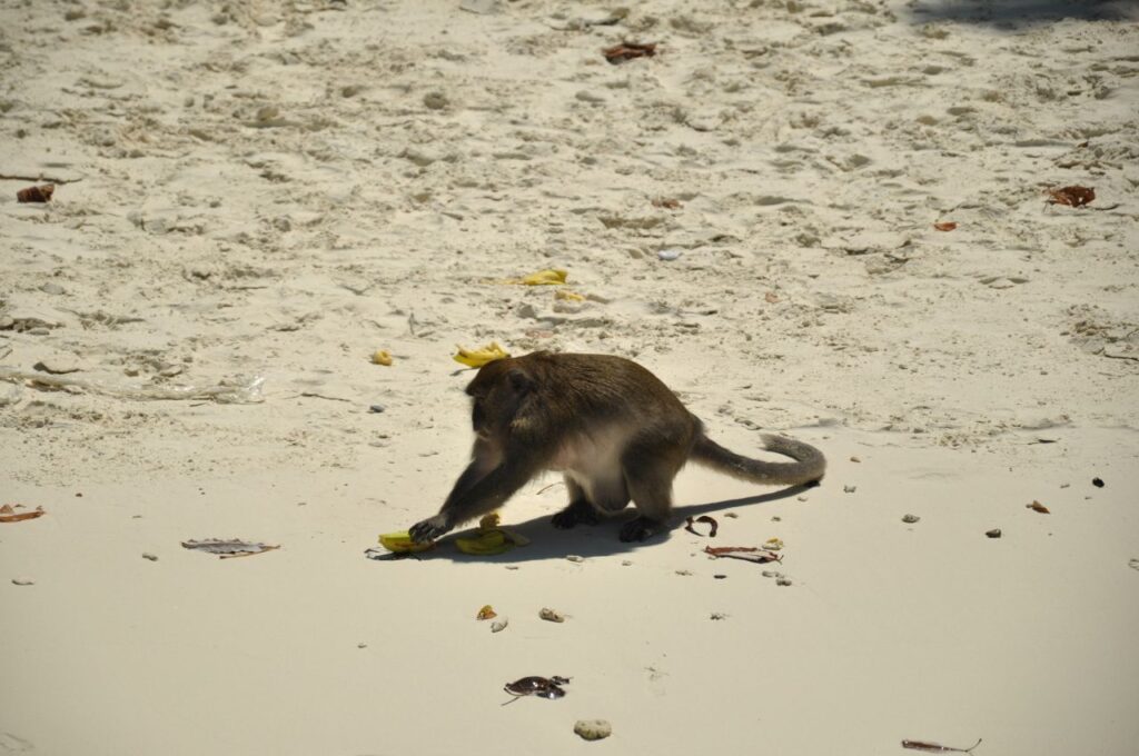 Monkey Beach Sands Stock Free