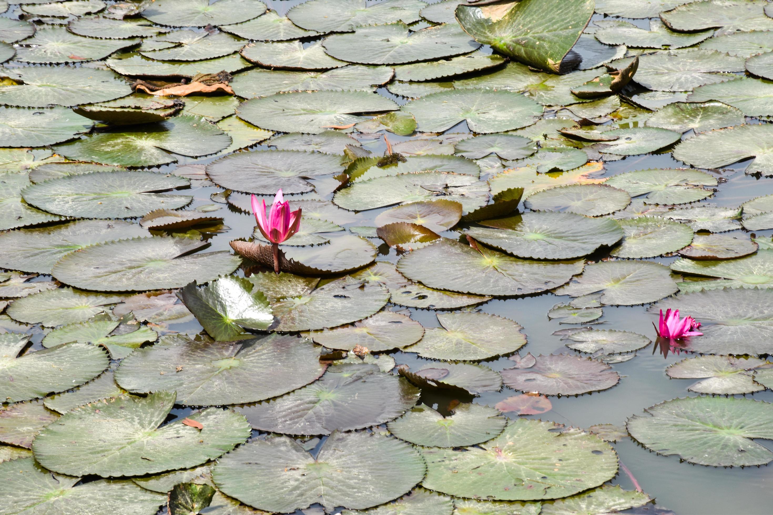 blooming lotus flowers and leaves beauty nature in lake phatthalung Stock Free