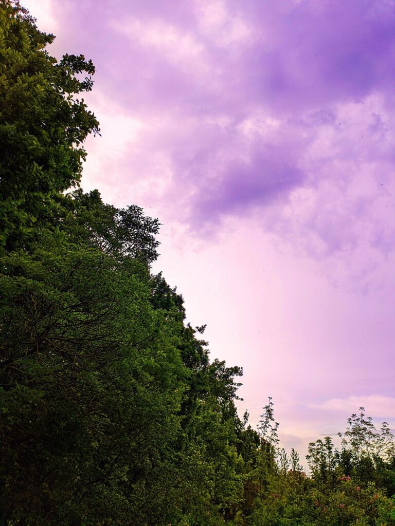 Trees and a sky. Beauty in nature, nature landscape. Stock Free