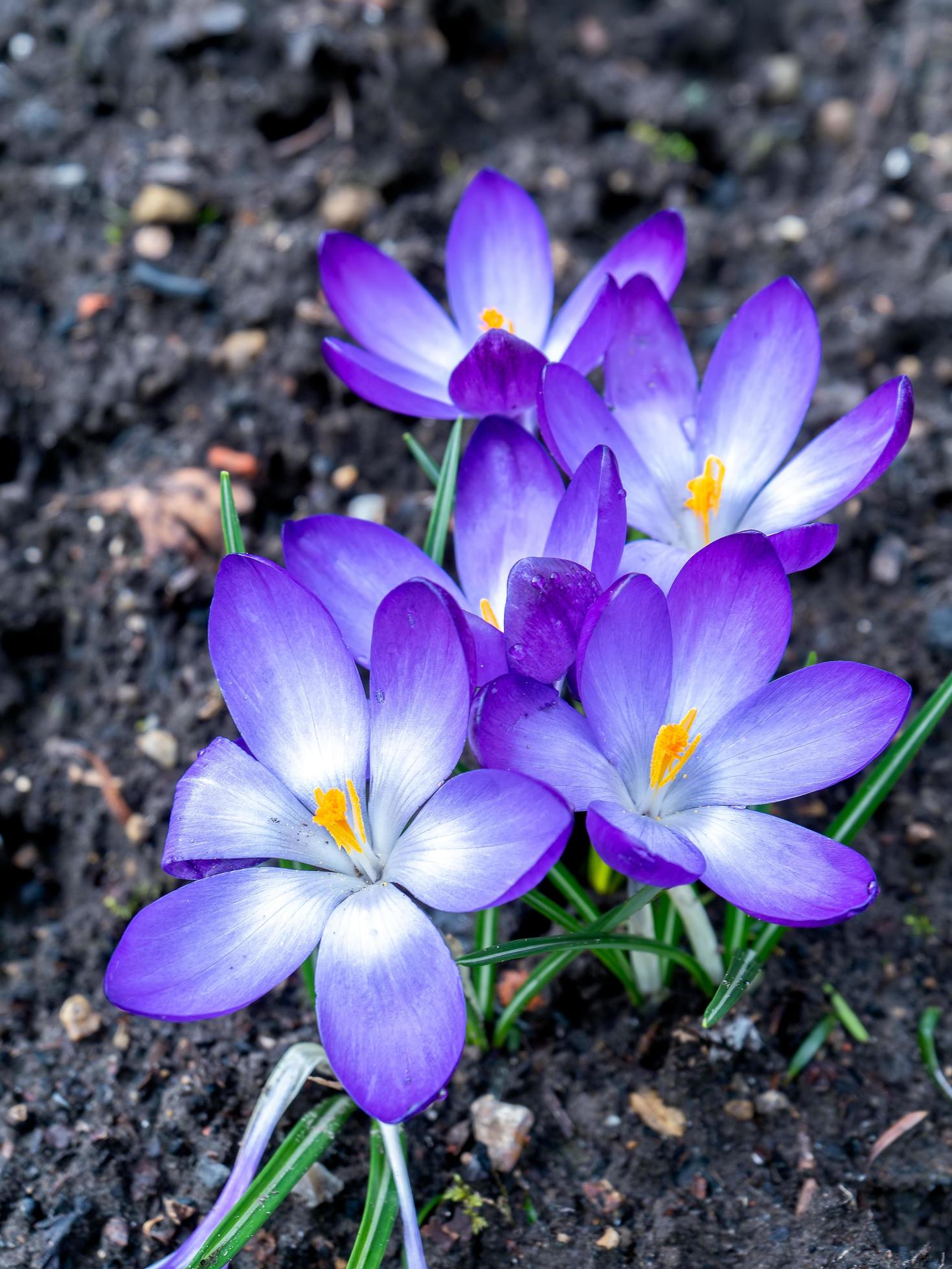 Blue Crocus flowering in East Grinstead Stock Free