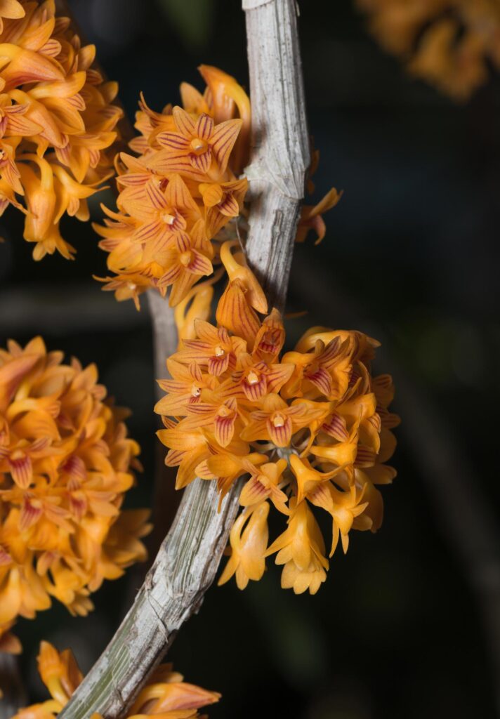 small orange Dendrobium orchid flower Stock Free