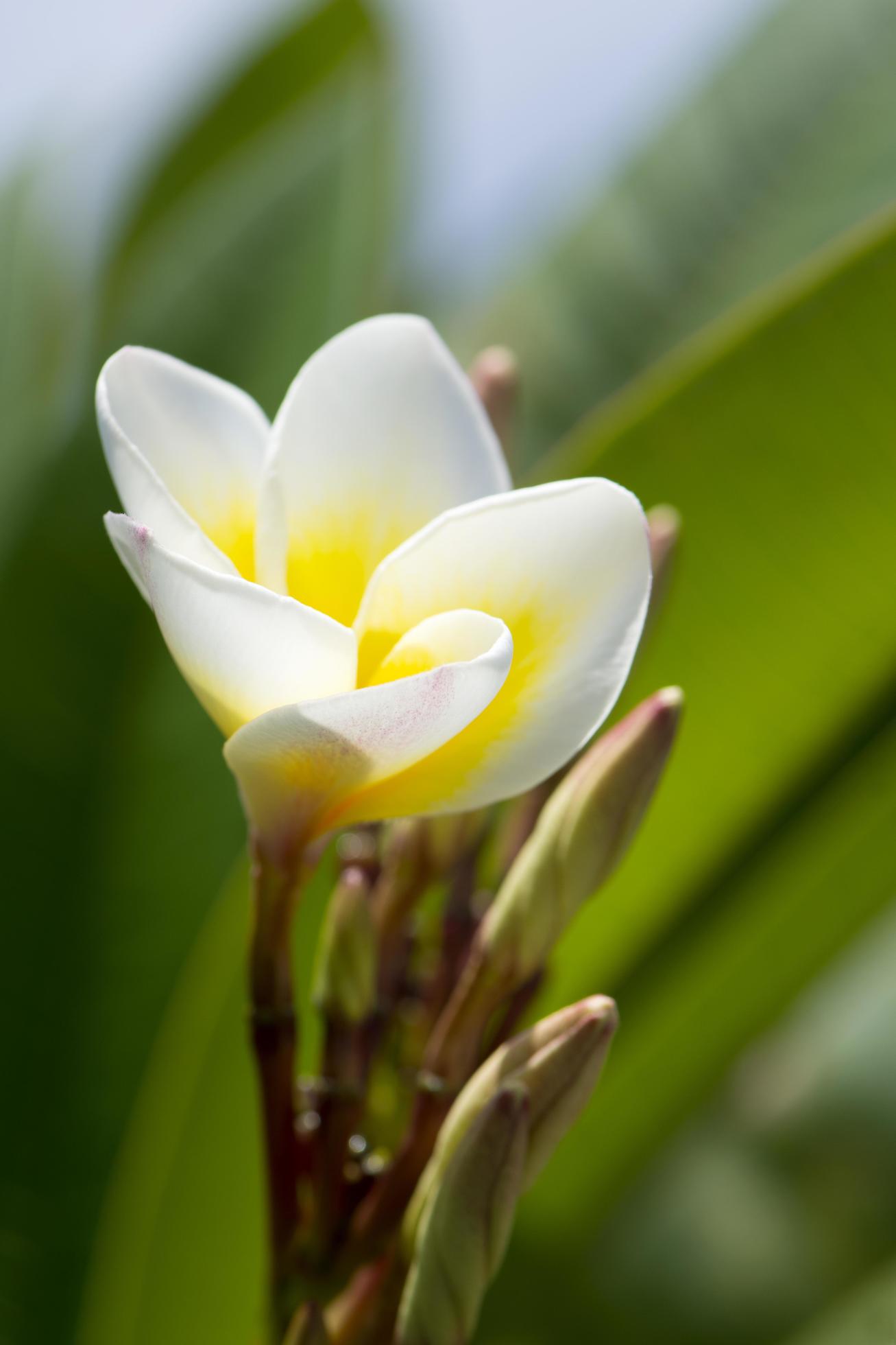 Frangipani flowers in the garden Stock Free