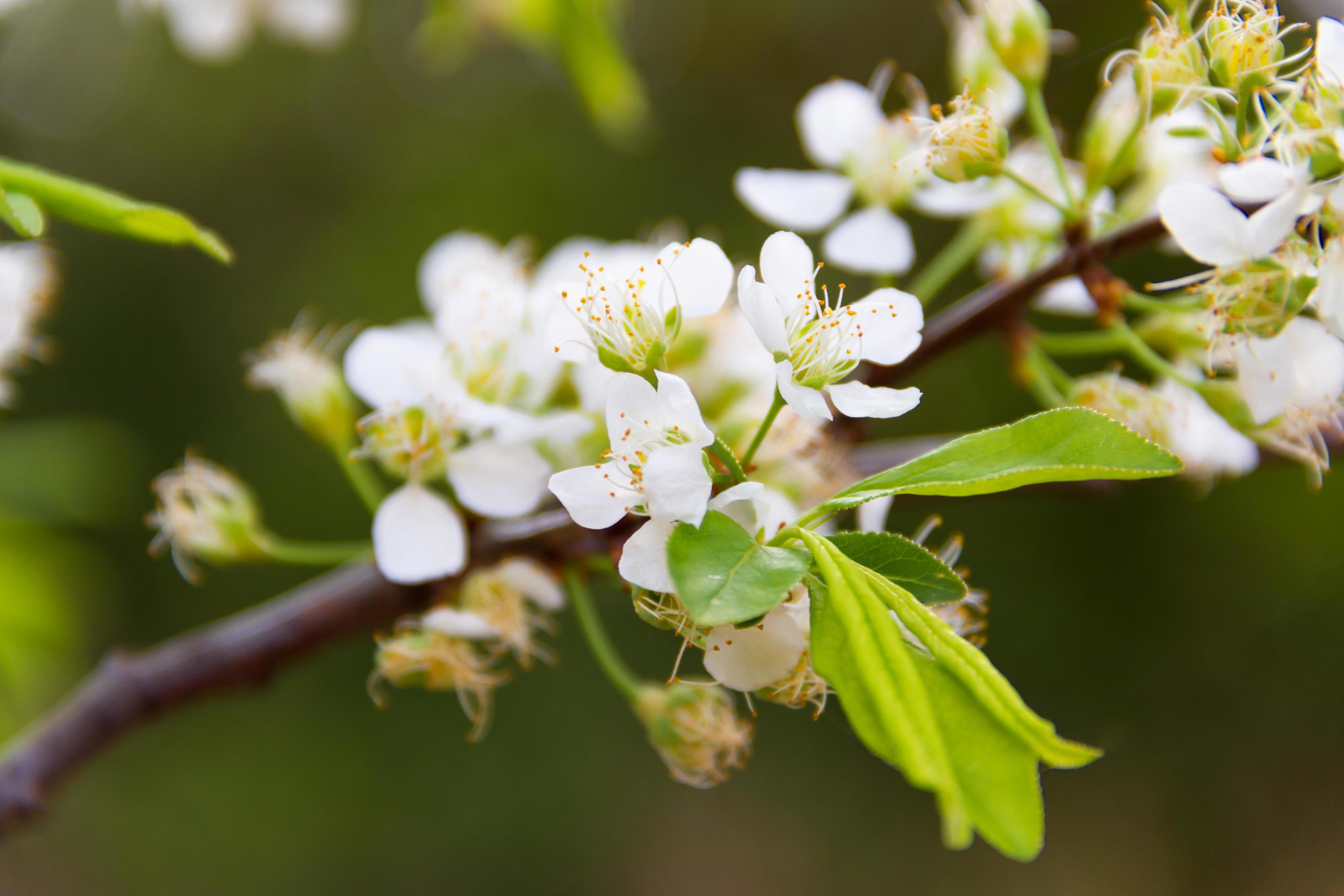 white flowered branch of plum in spring Stock Free