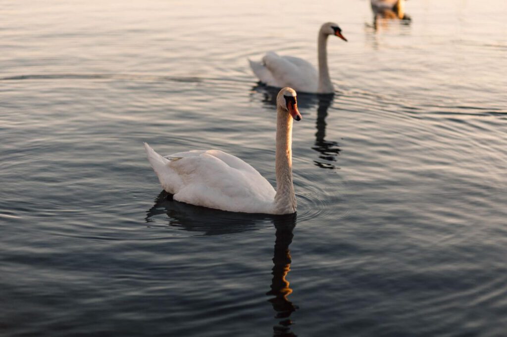 Swan Swimming River Stock Free