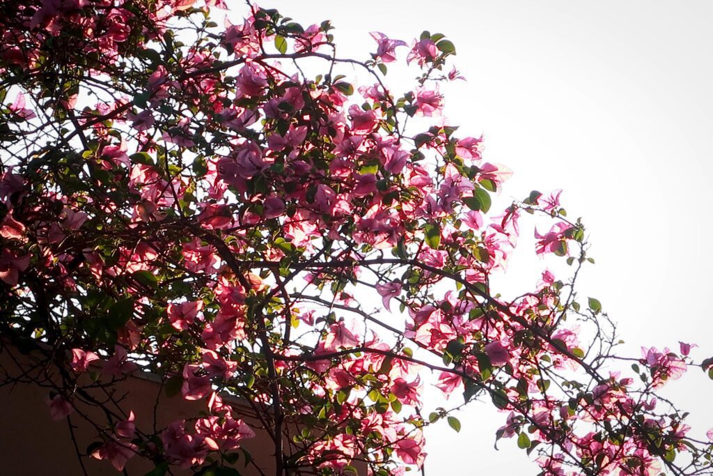 Beautiful pink bougainvillea, tropical paper flower blooming in summer garden Stock Free