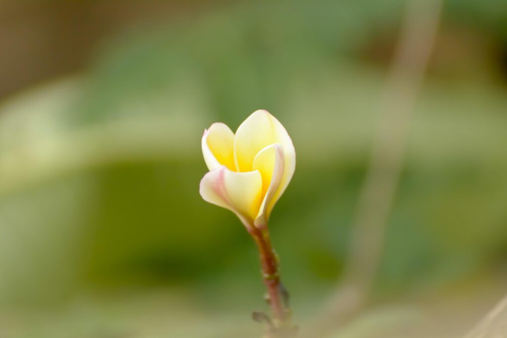 Plumeria flowers are so beautiful that popular in Thailand. Stock Free