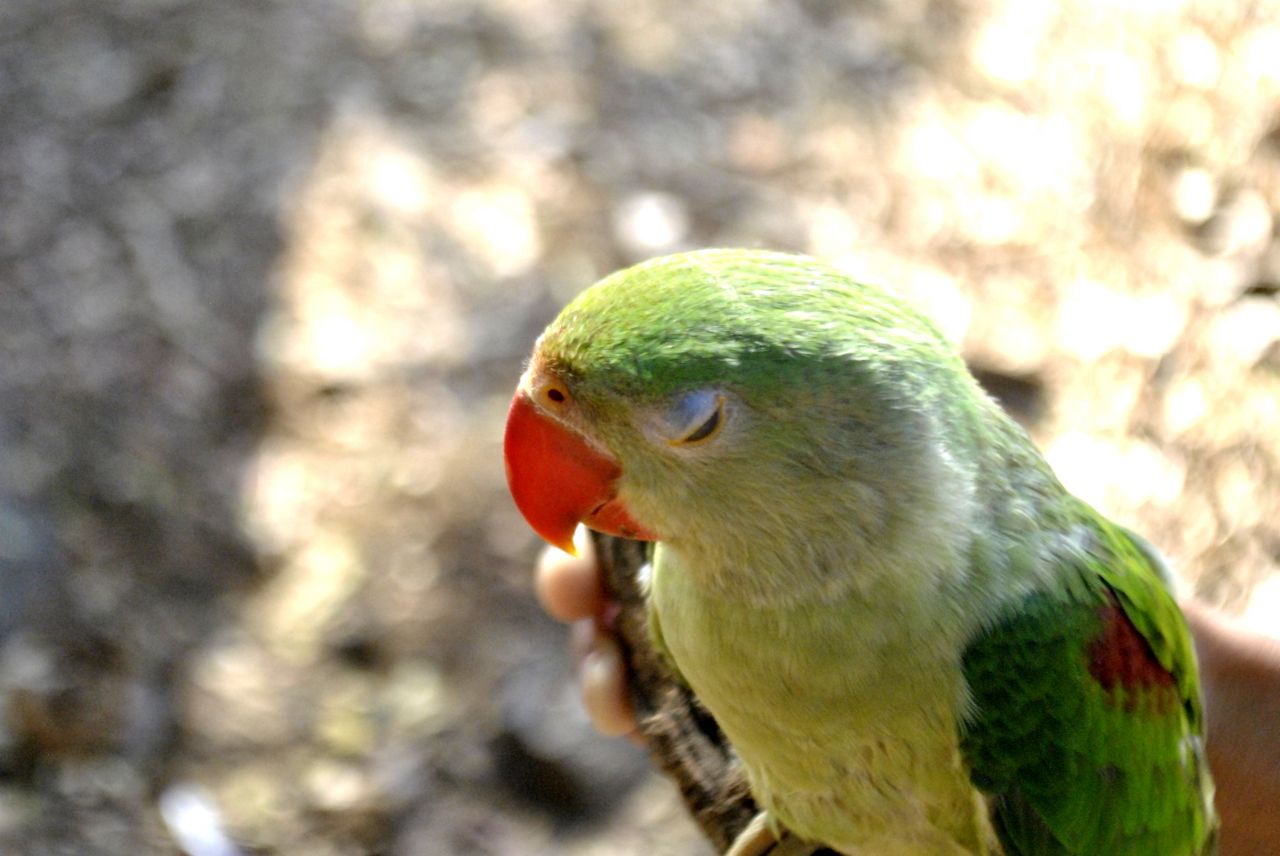 Green Parrot Face Stock Free