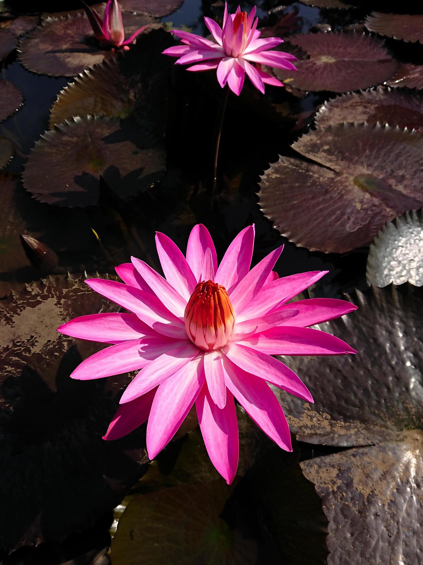 lotus flower on the lake Stock Free