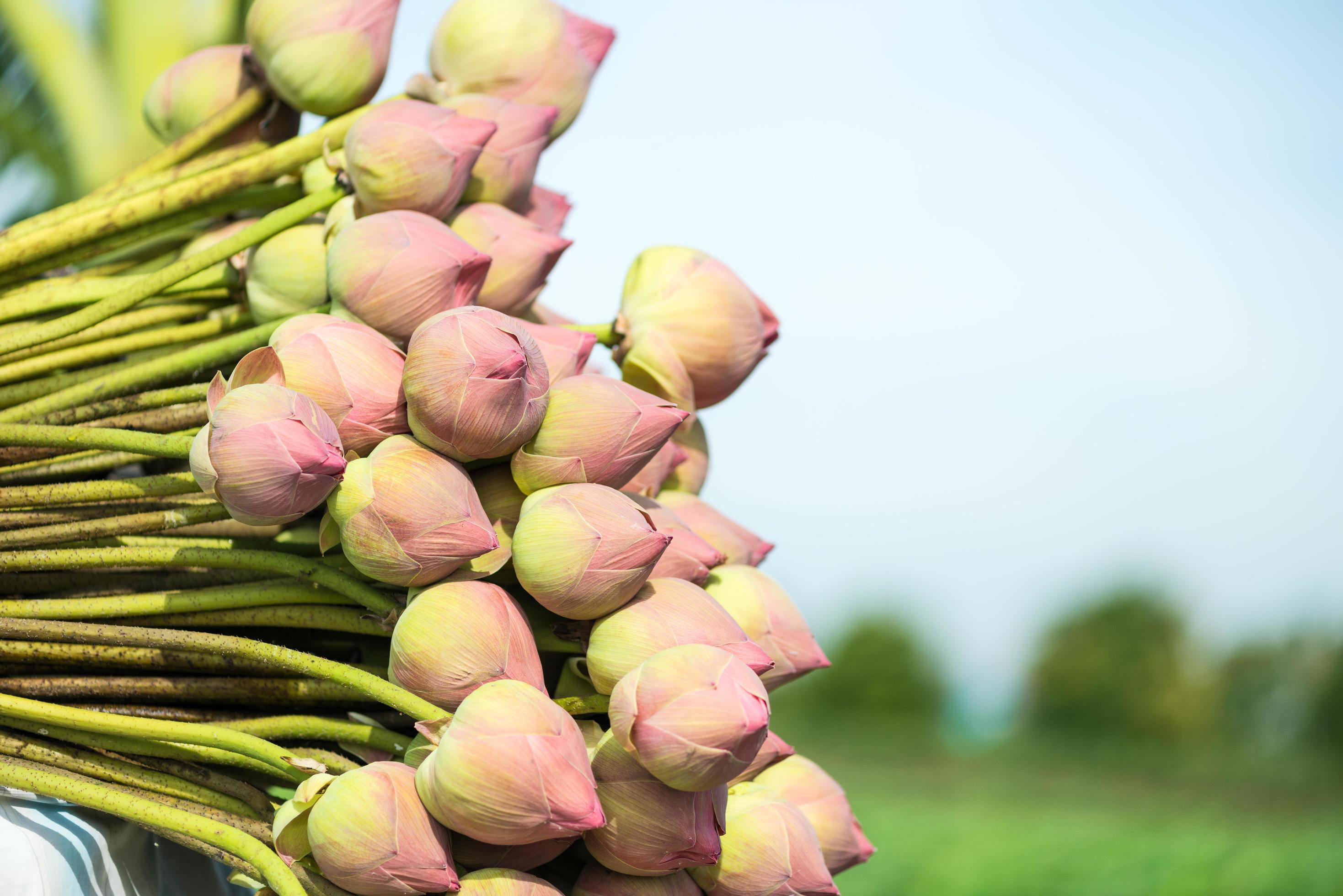 Farmers harvested lotus flower bud collecting in lotus farm Stock Free