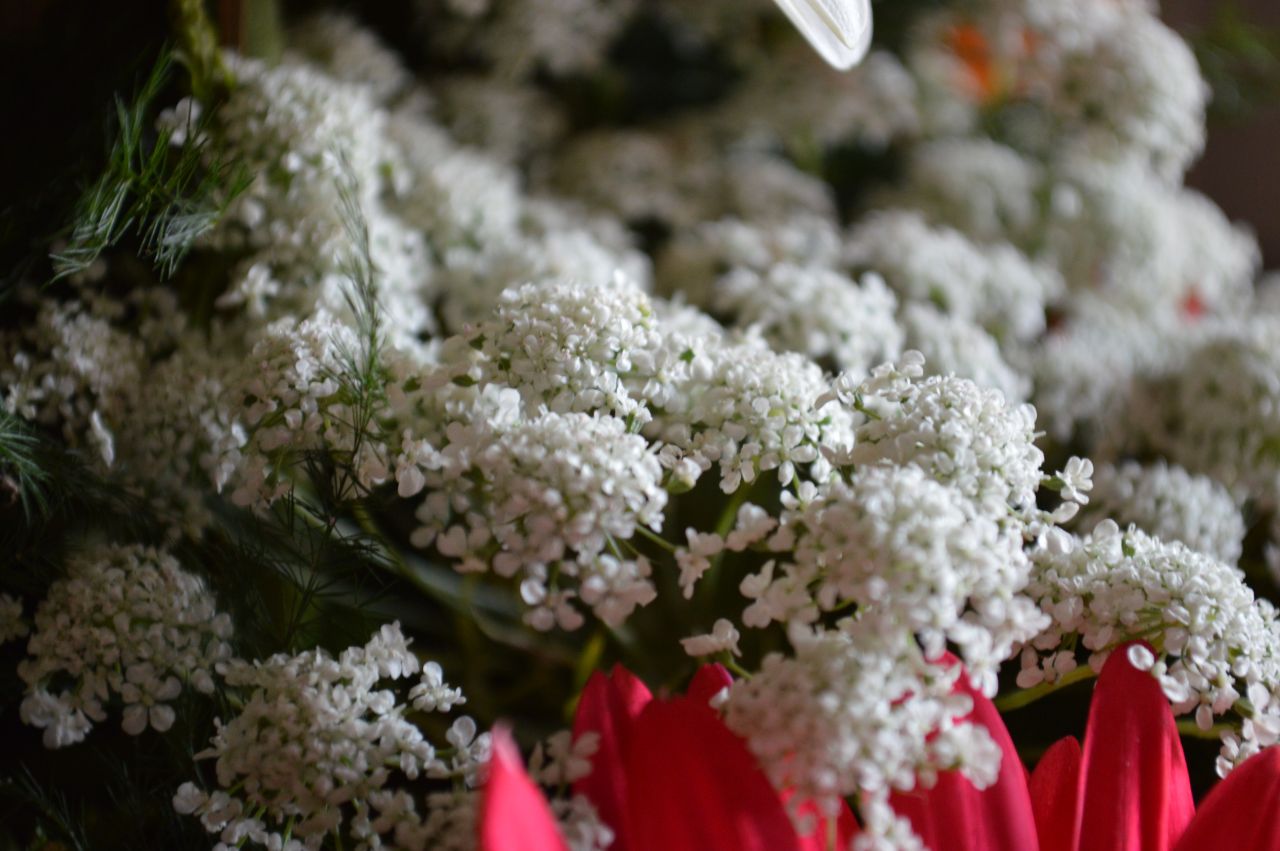 Flower Bouquet Closeup Stock Free