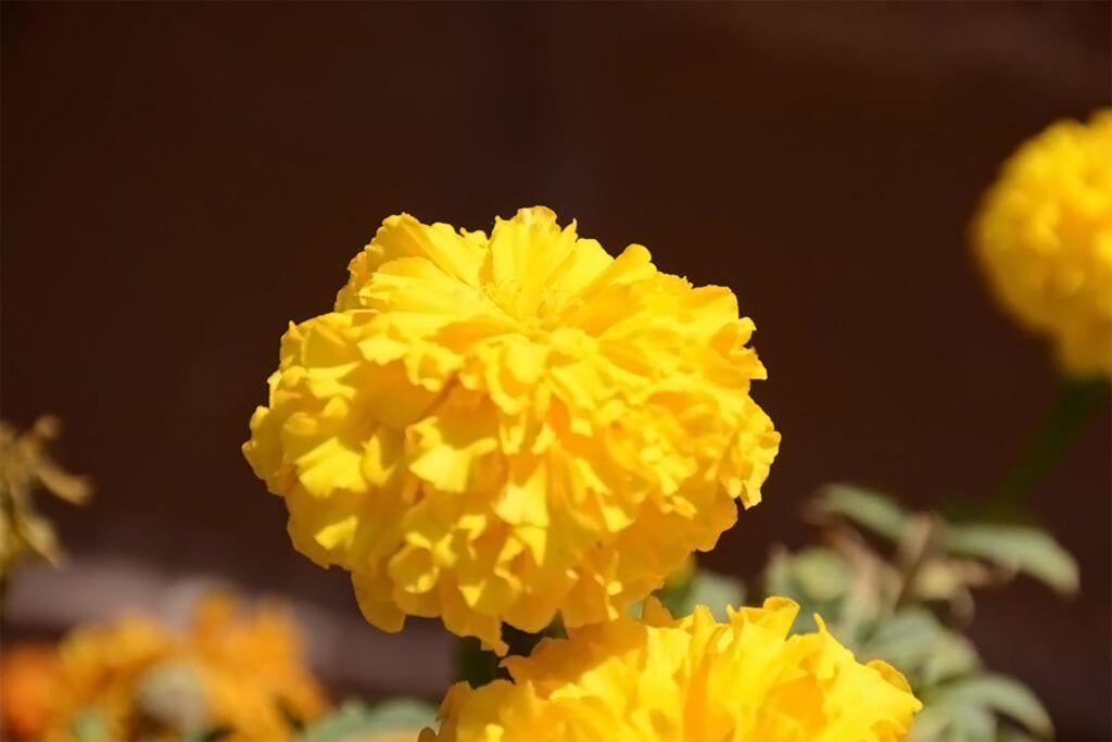 A yellow marigold flower with a dark background Stock Free