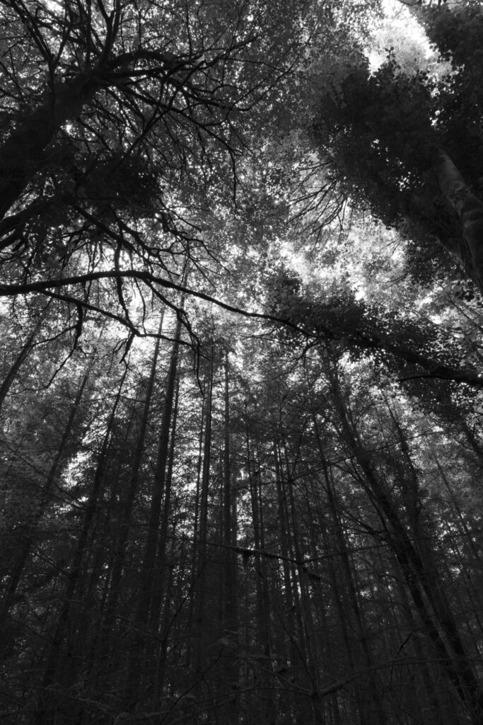 Black and white photo of forest and sky Stock Free