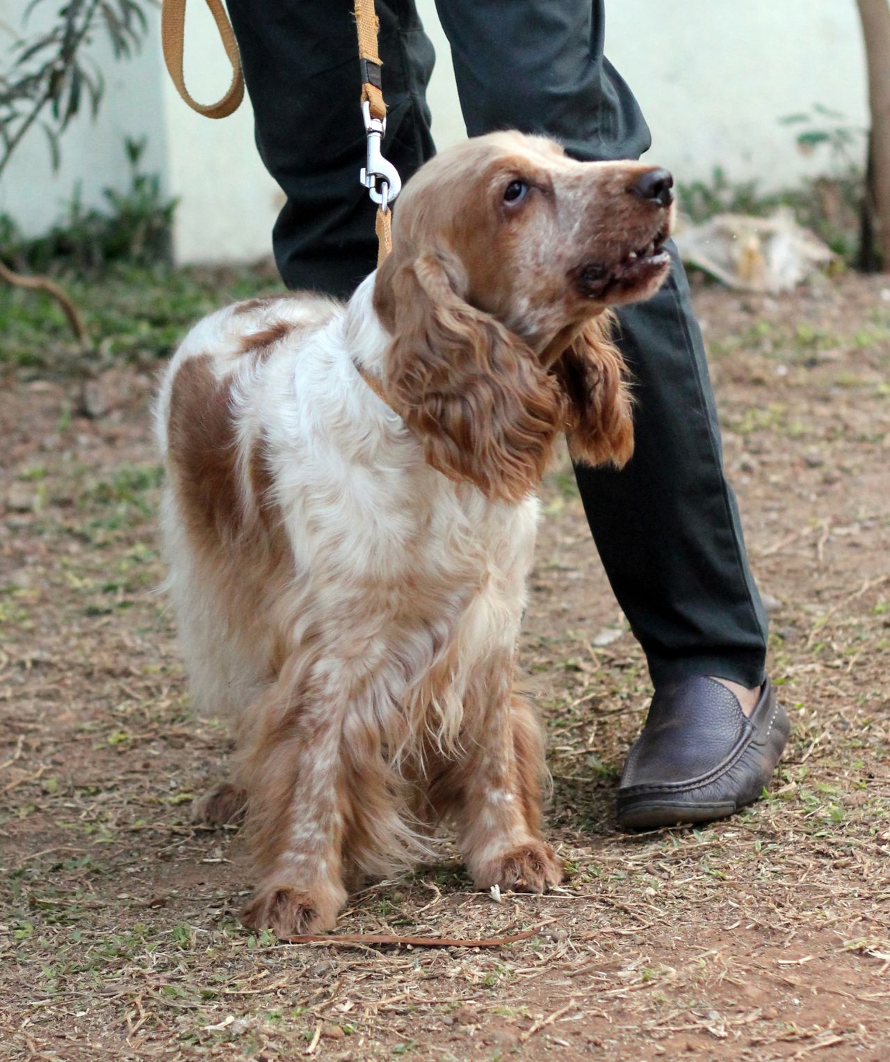 Spaniel Dog Long Ears Stock Free