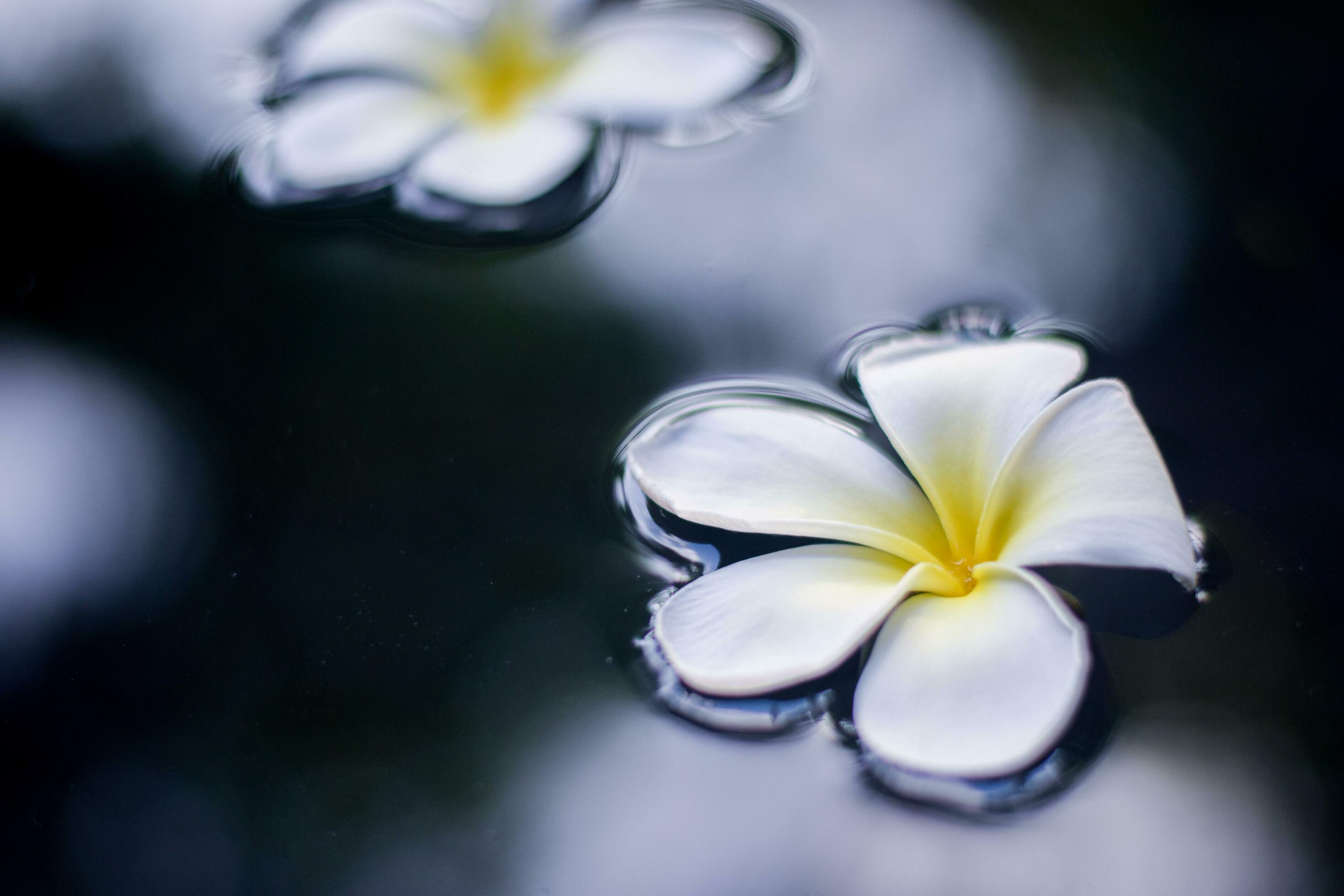 Tropical flower frangipani plumeria floating on water. Stock Free