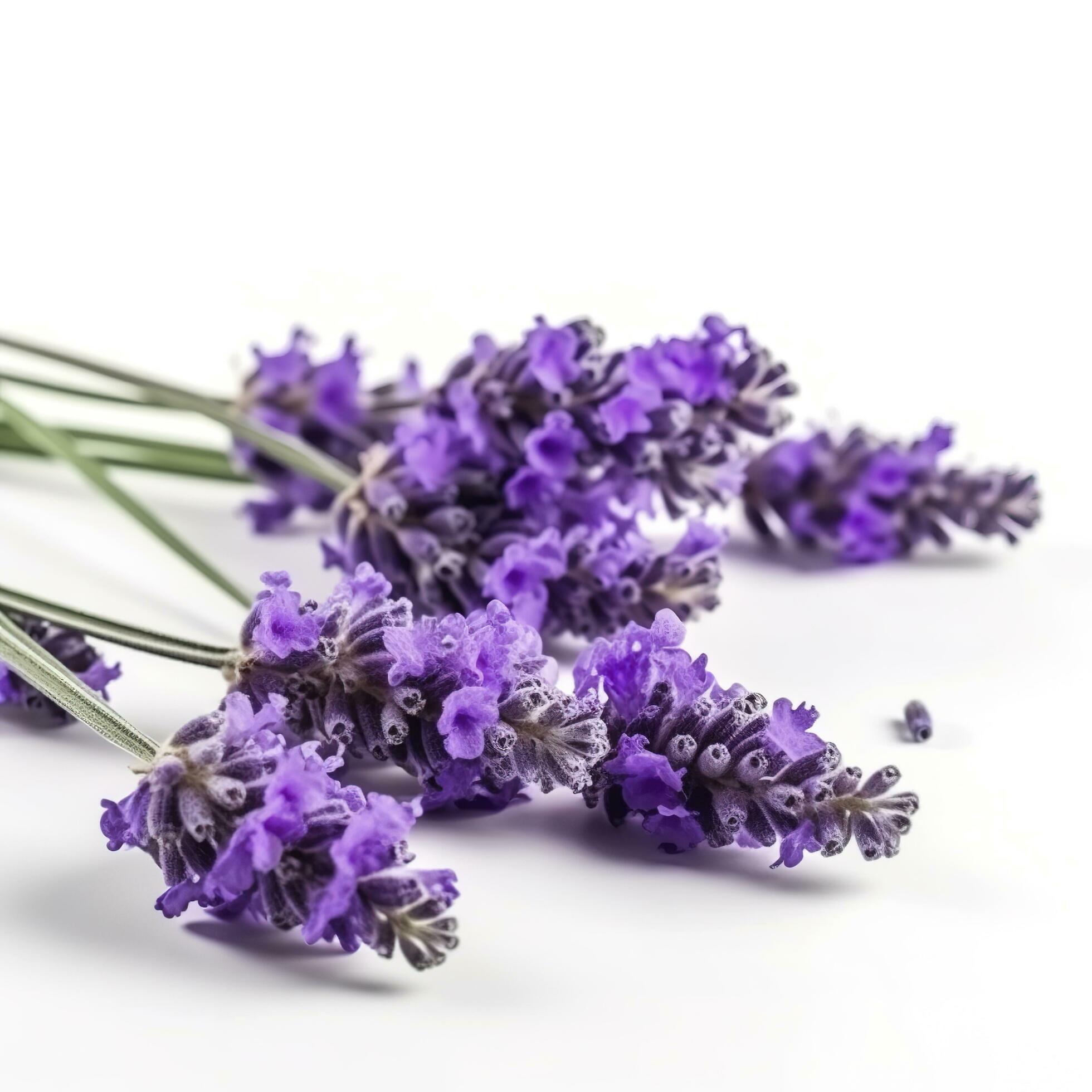 Beautiful lavender flowers on white background, generate ai Stock Free