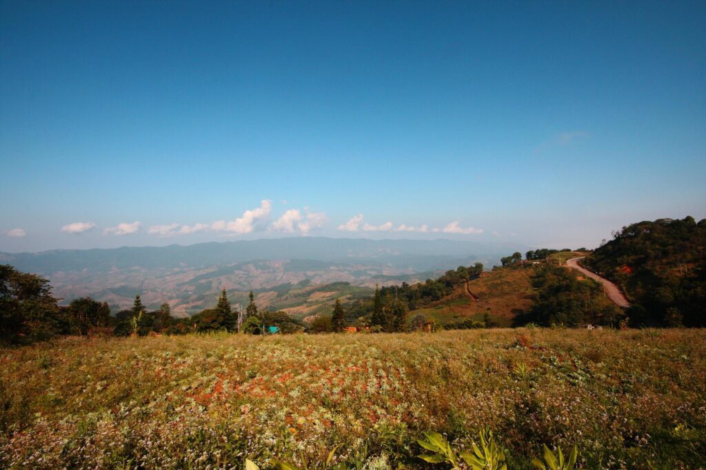 Beautiful blooming wild dry flowers fields and meadow in summertime with blue sky and natural sunlight shining on mountain. Stock Free