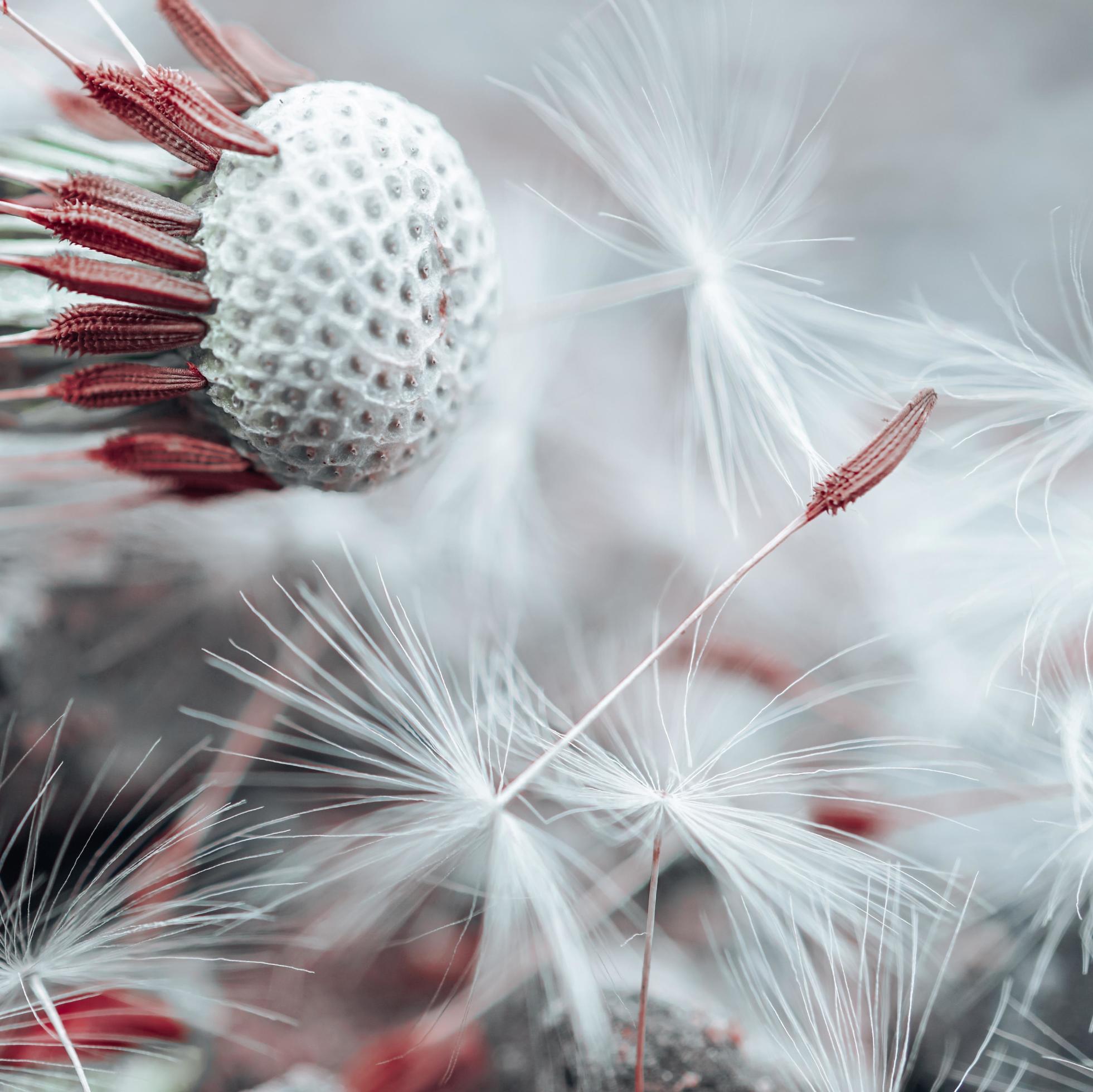 beautiful dandelion flower seed in springtime Stock Free