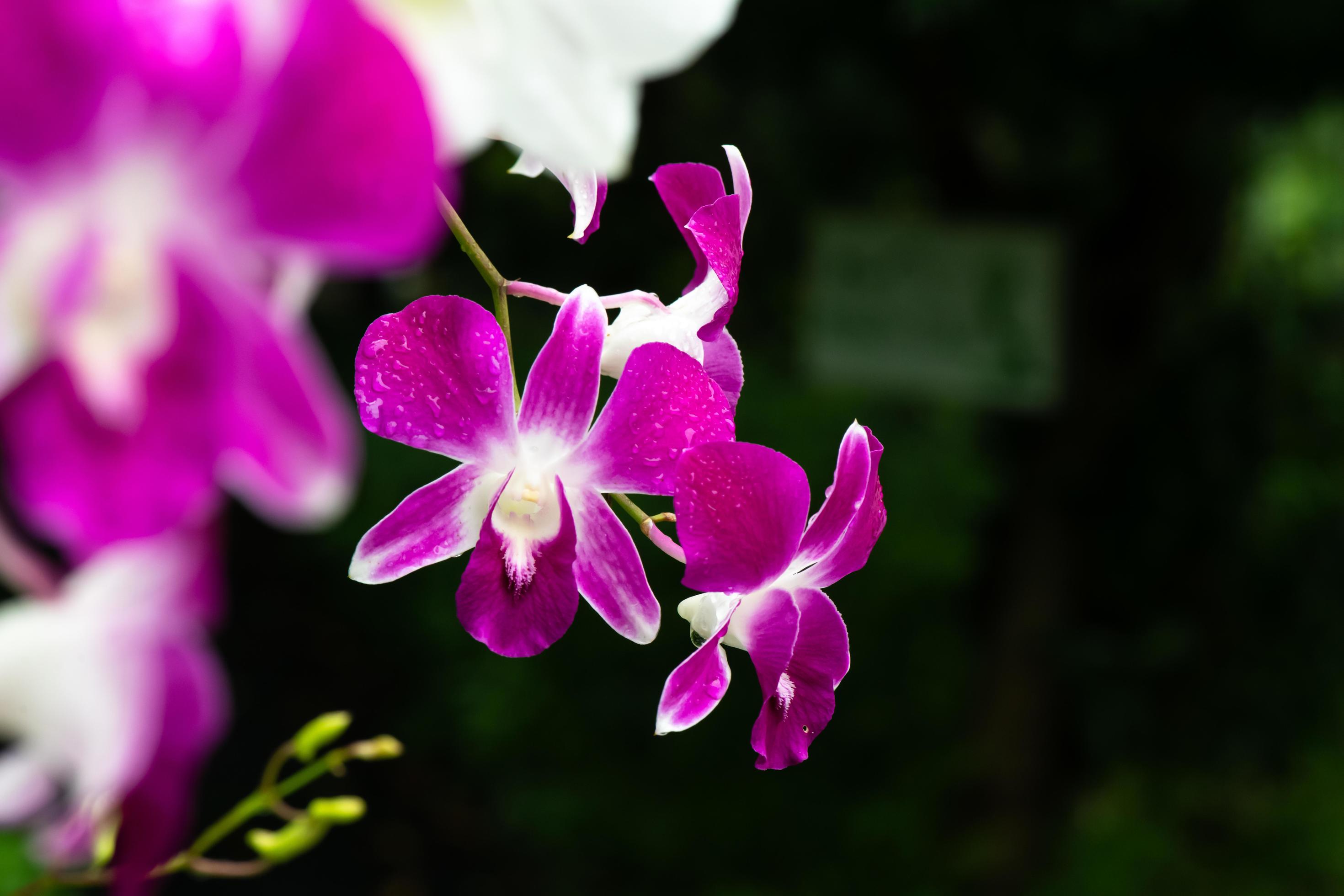 Purple fresh Orchids flowers in garden Stock Free