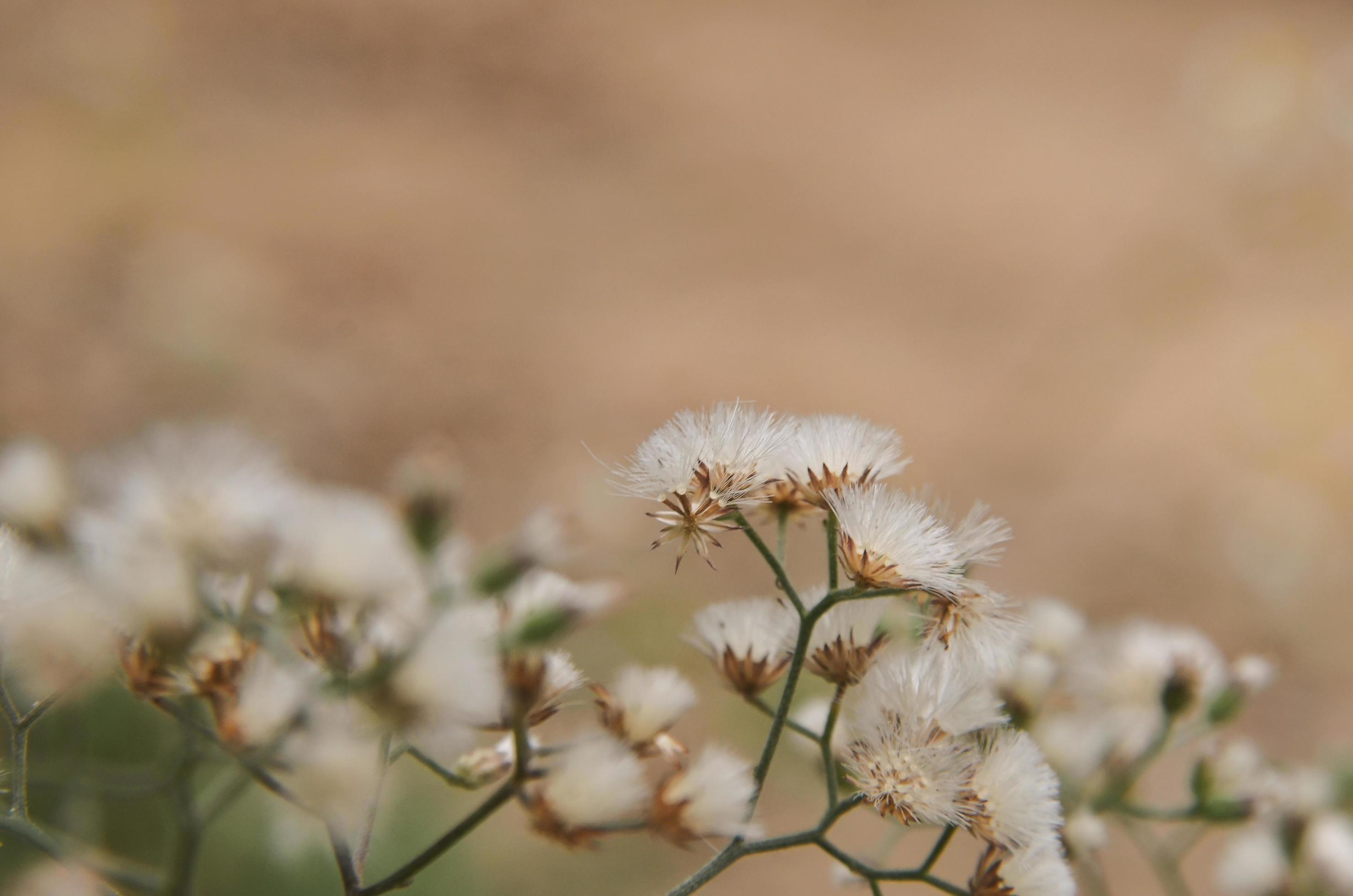 Grass flower and white flower in the garden, Macro of grass flower. Stock Free