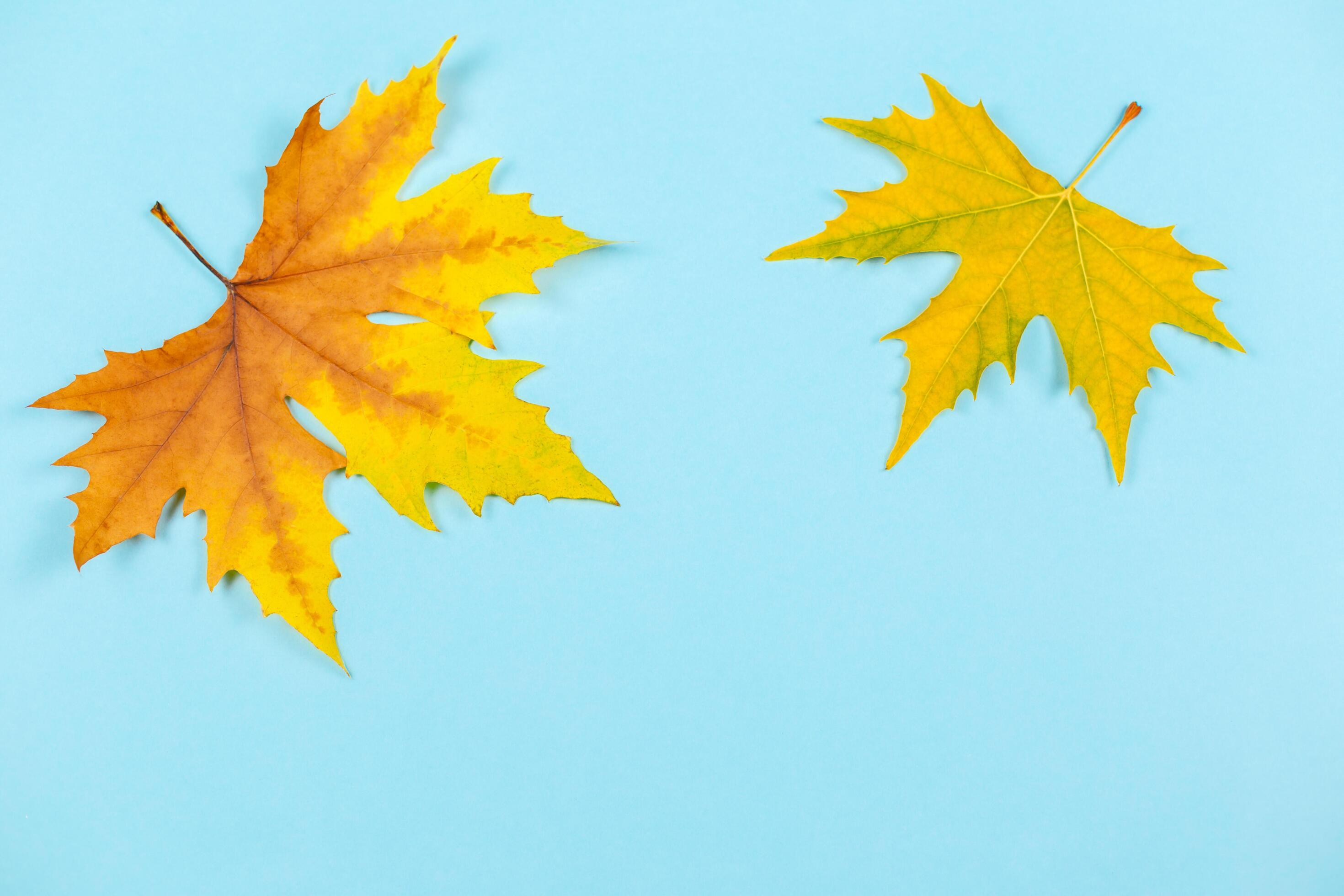 Beautiful autumn maple leaves on blue pastel background. Place for text. Minimal. Stock Free