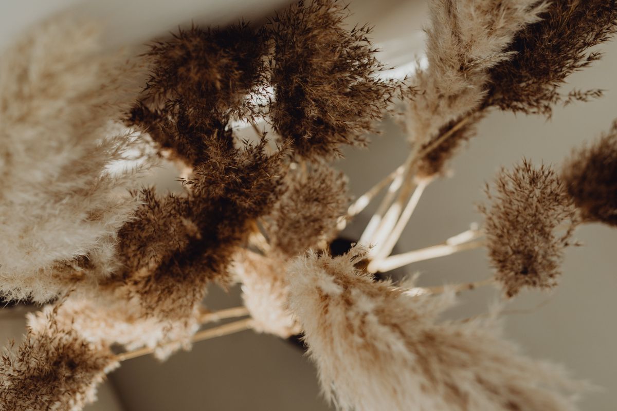 
									Pampas Grass In A Vase Stock Free