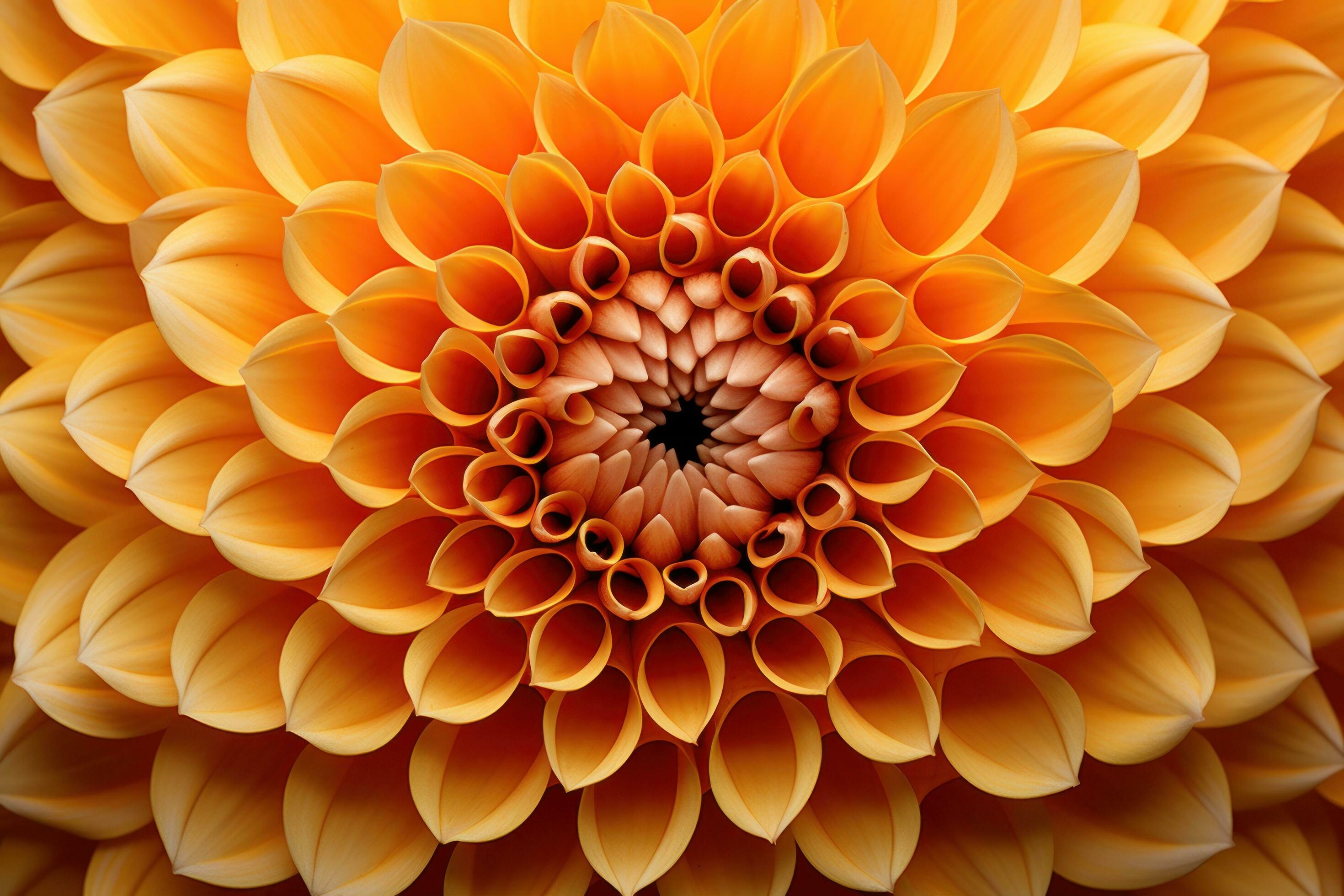 Yellow dahlia flower closeup background Stock Free