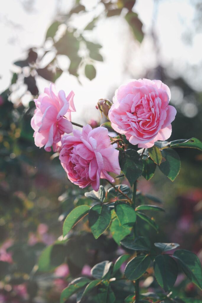 Pink English roses blooming in the summer garden, one of the most fragrant flowers, best smelling, beautiful and romantic flowers Stock Free