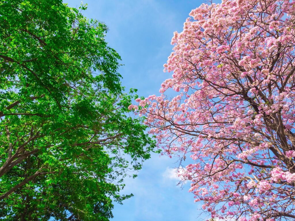 Flowers of pink trumpet tree with green leaves tree on blue sky background. Stock Free