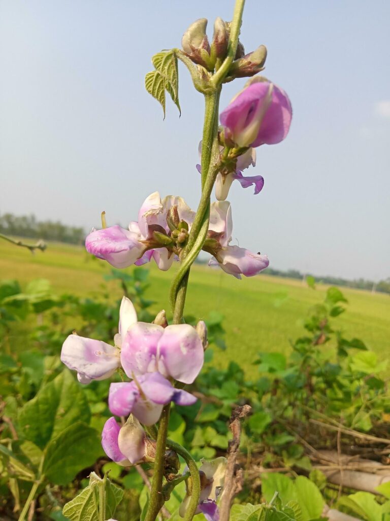 Hyacinth bean, beauty flower, beauty nature Stock Free