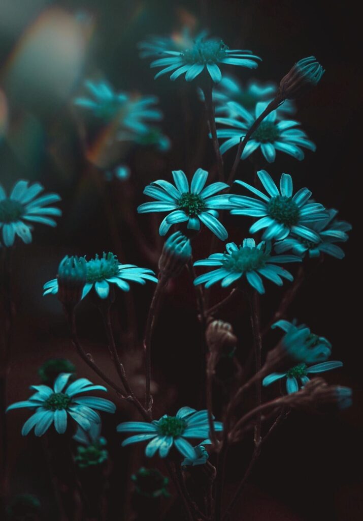 Flowers with blue tint Stock Free