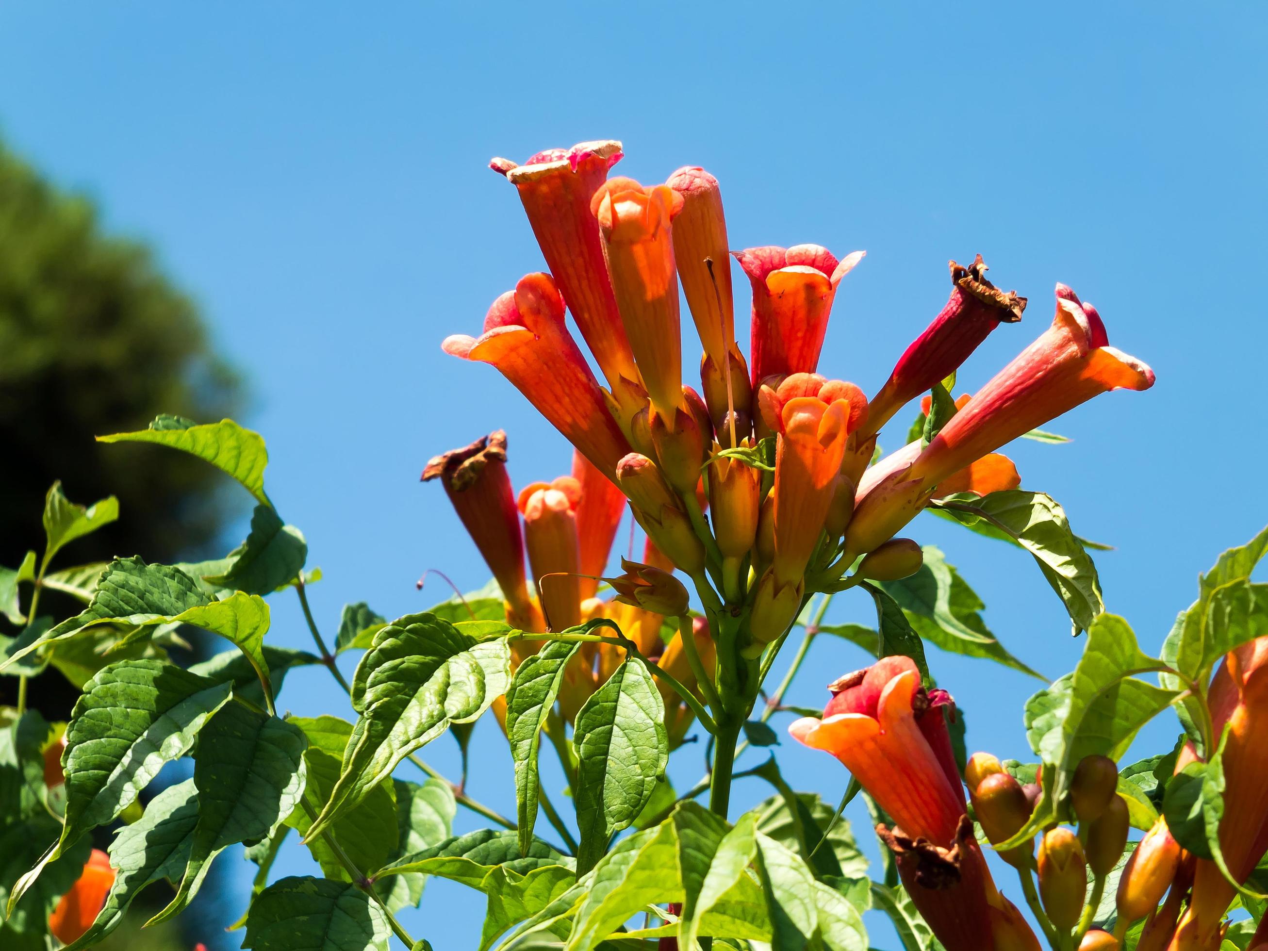 Orange Esperanza flowering in an English garden Stock Free