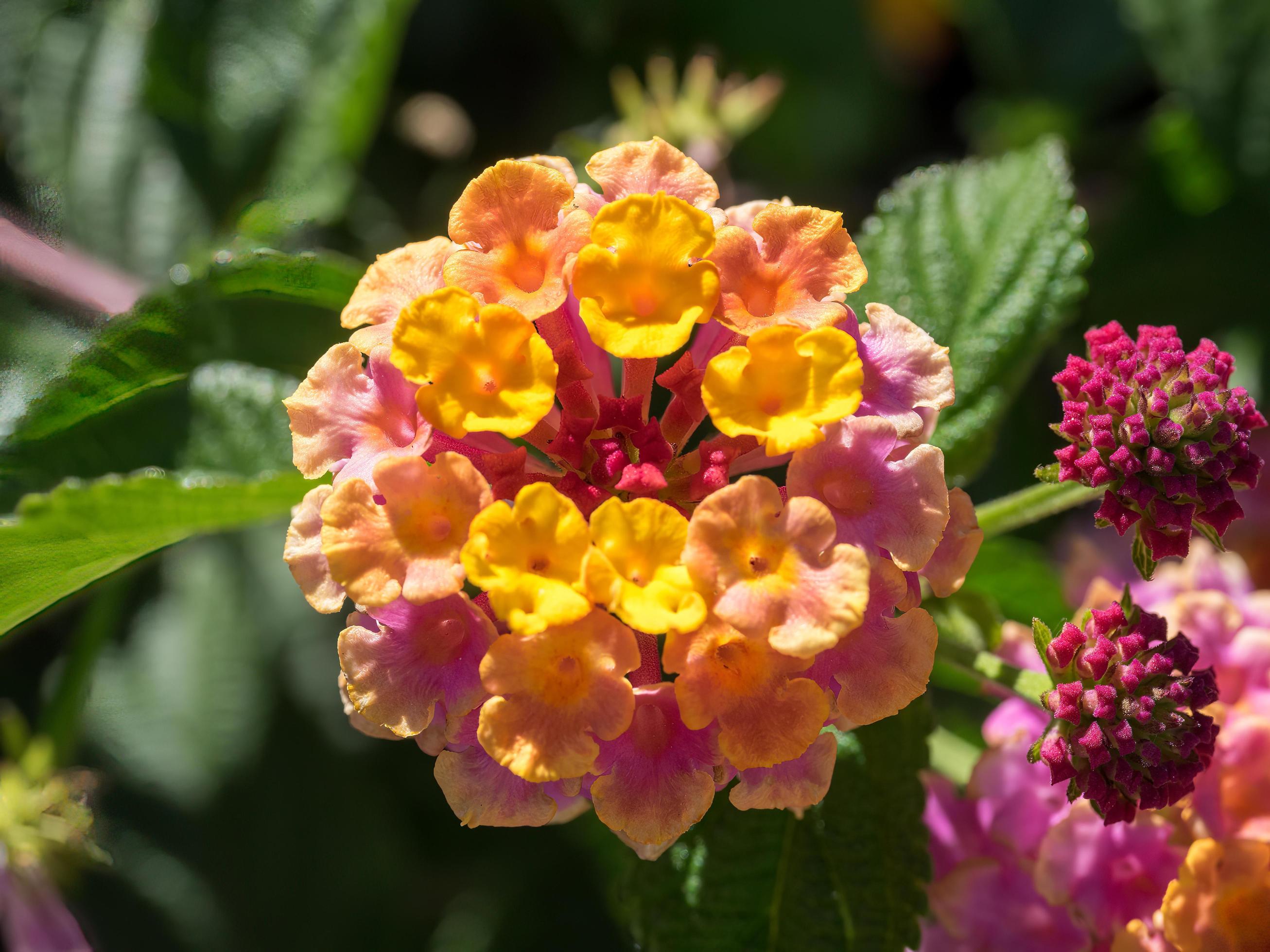 Lantana Camara Shrub flowering in Marbella Spain Stock Free