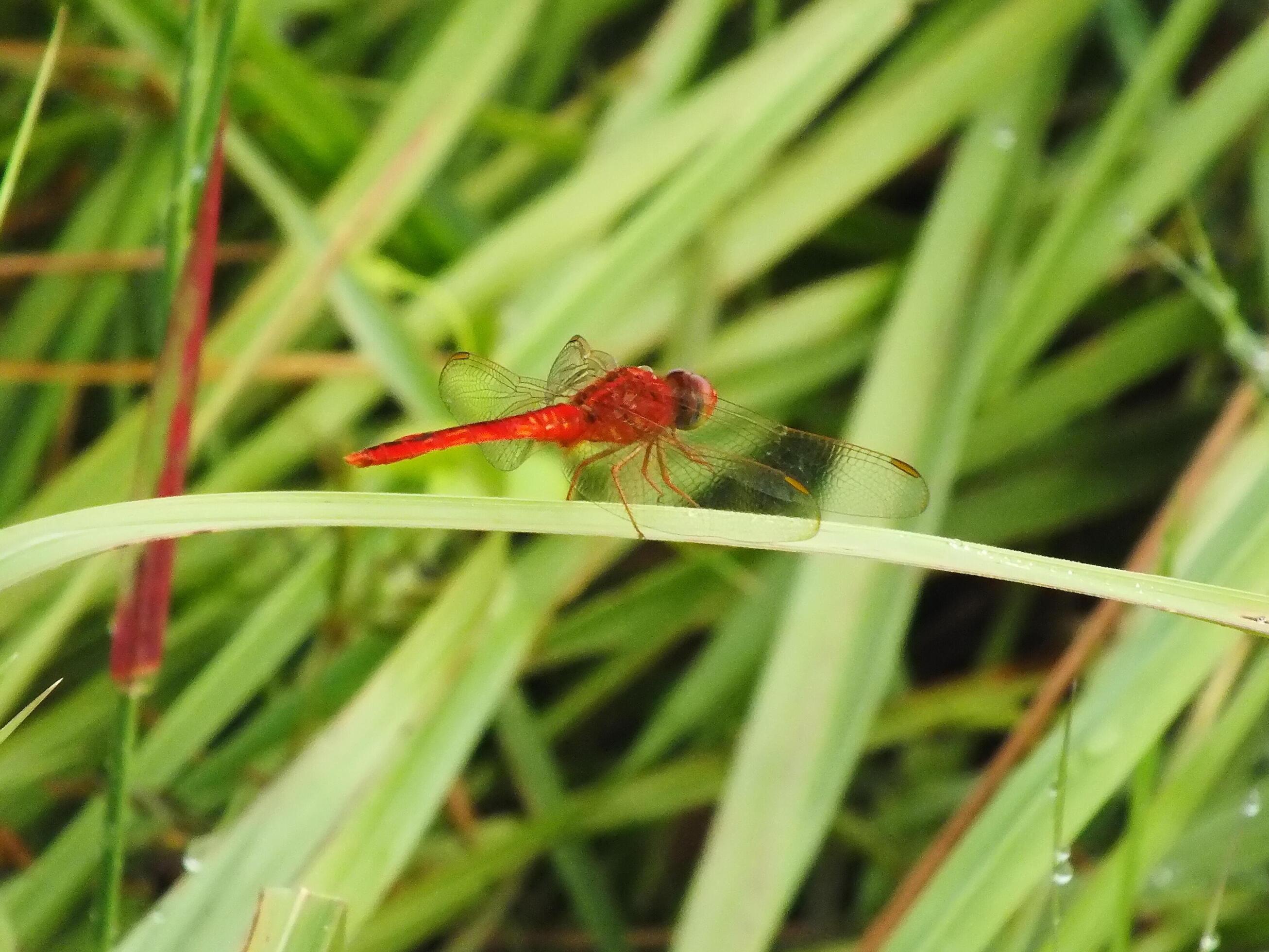 Close up Red Dragonfly on the branch, Grass background. Usually they hunt for small insect such as mosquito as their prey Stock Free